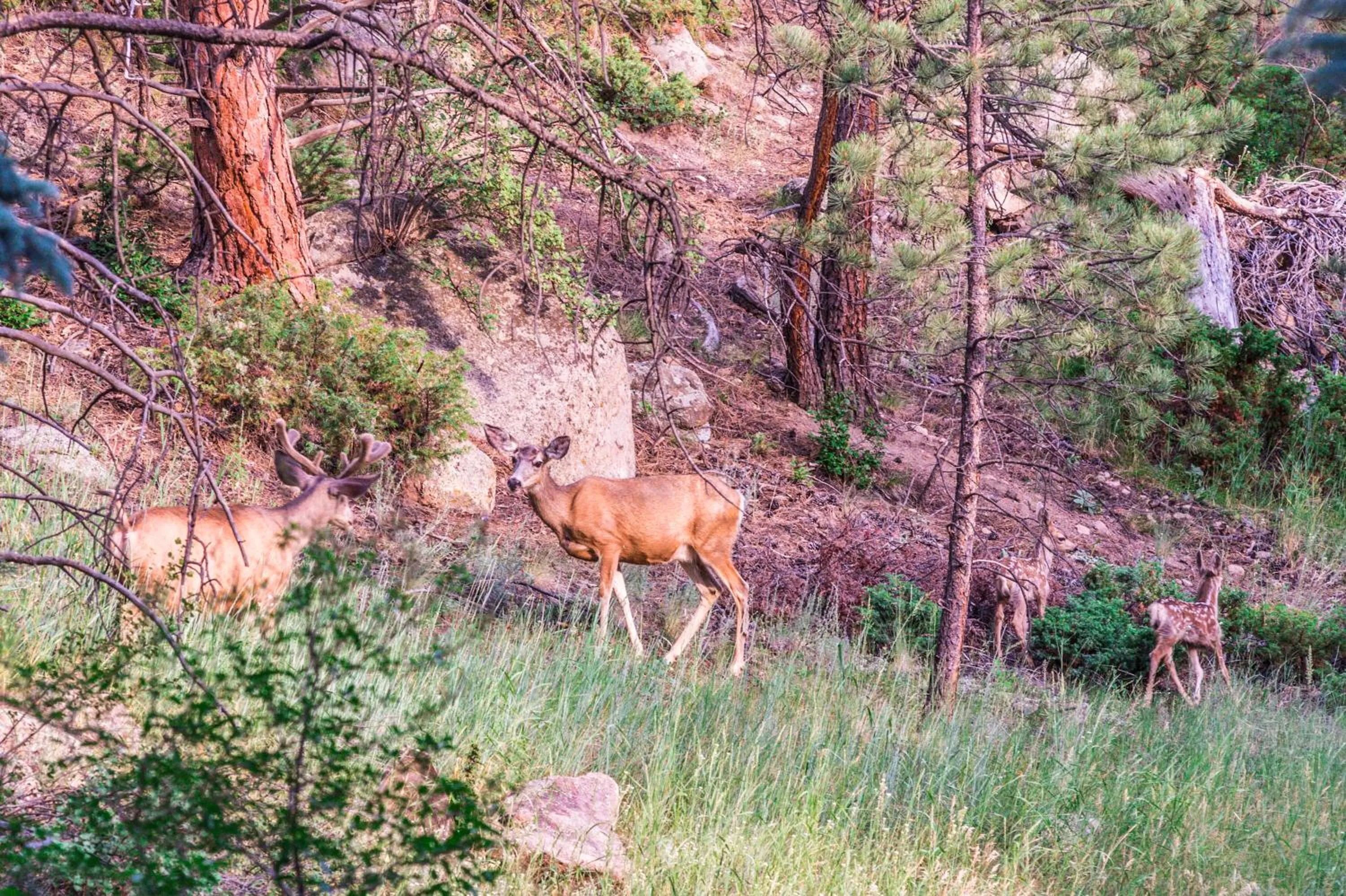 Animals in Alpen Way Chalet Mountain Lodge