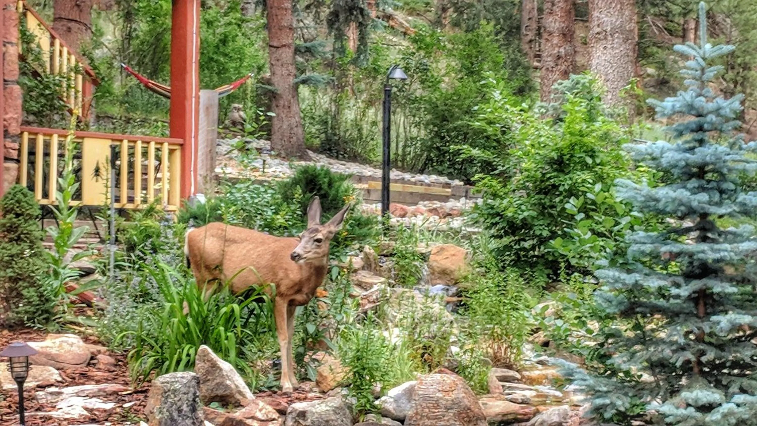 Animals in Alpen Way Chalet Mountain Lodge