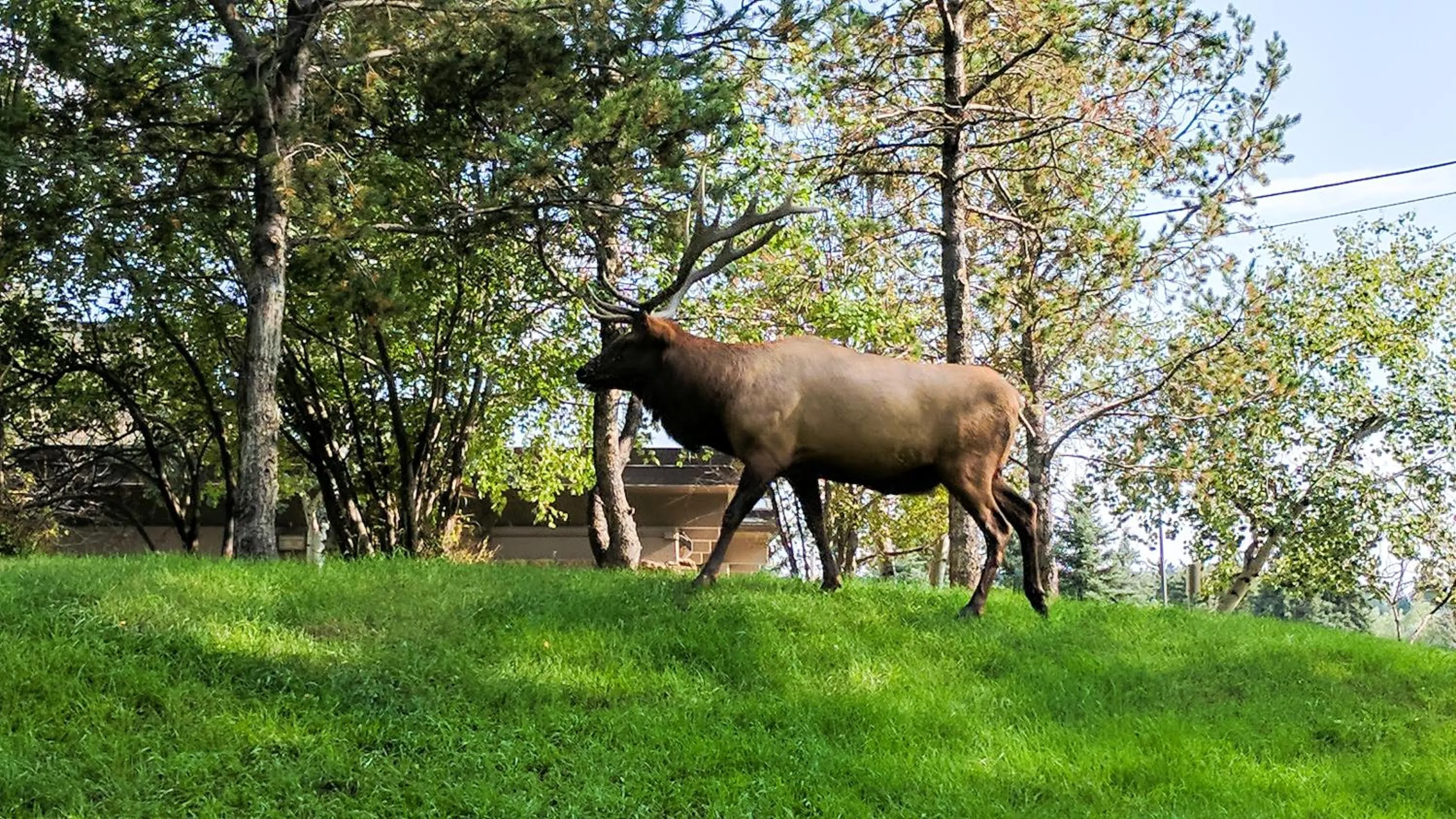 Animals in Alpen Way Chalet Mountain Lodge