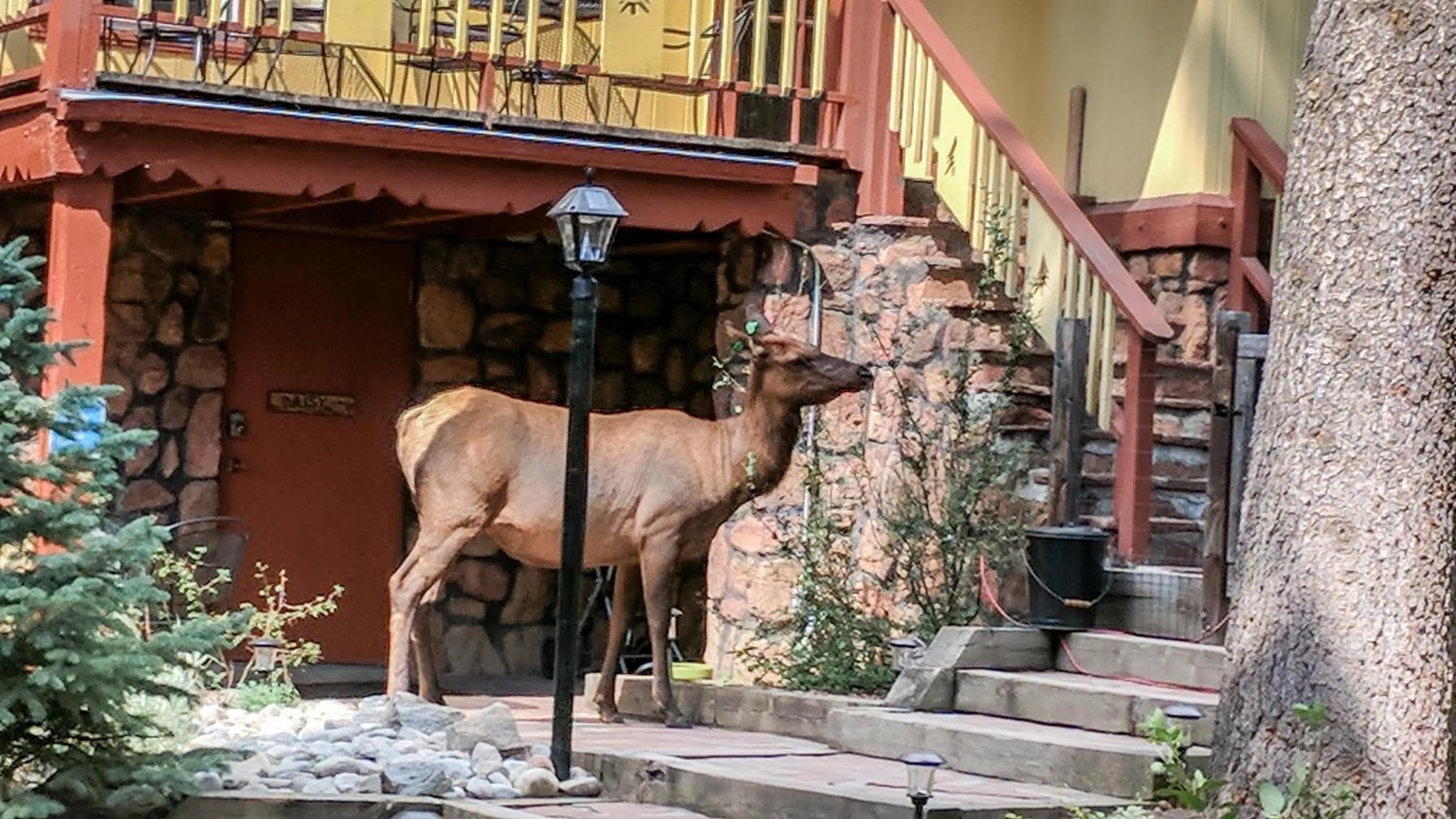 Animals in Alpen Way Chalet Mountain Lodge