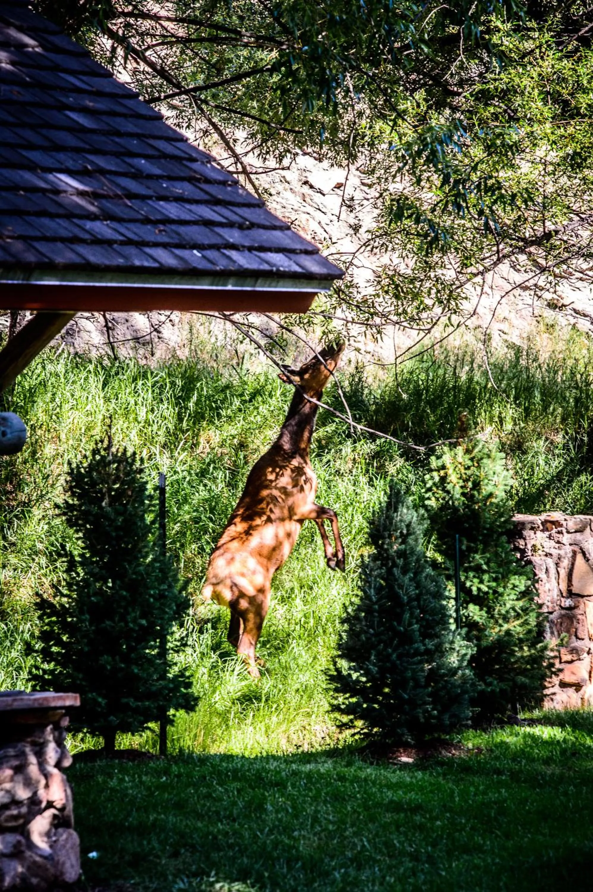 Animals in Alpen Way Chalet Mountain Lodge