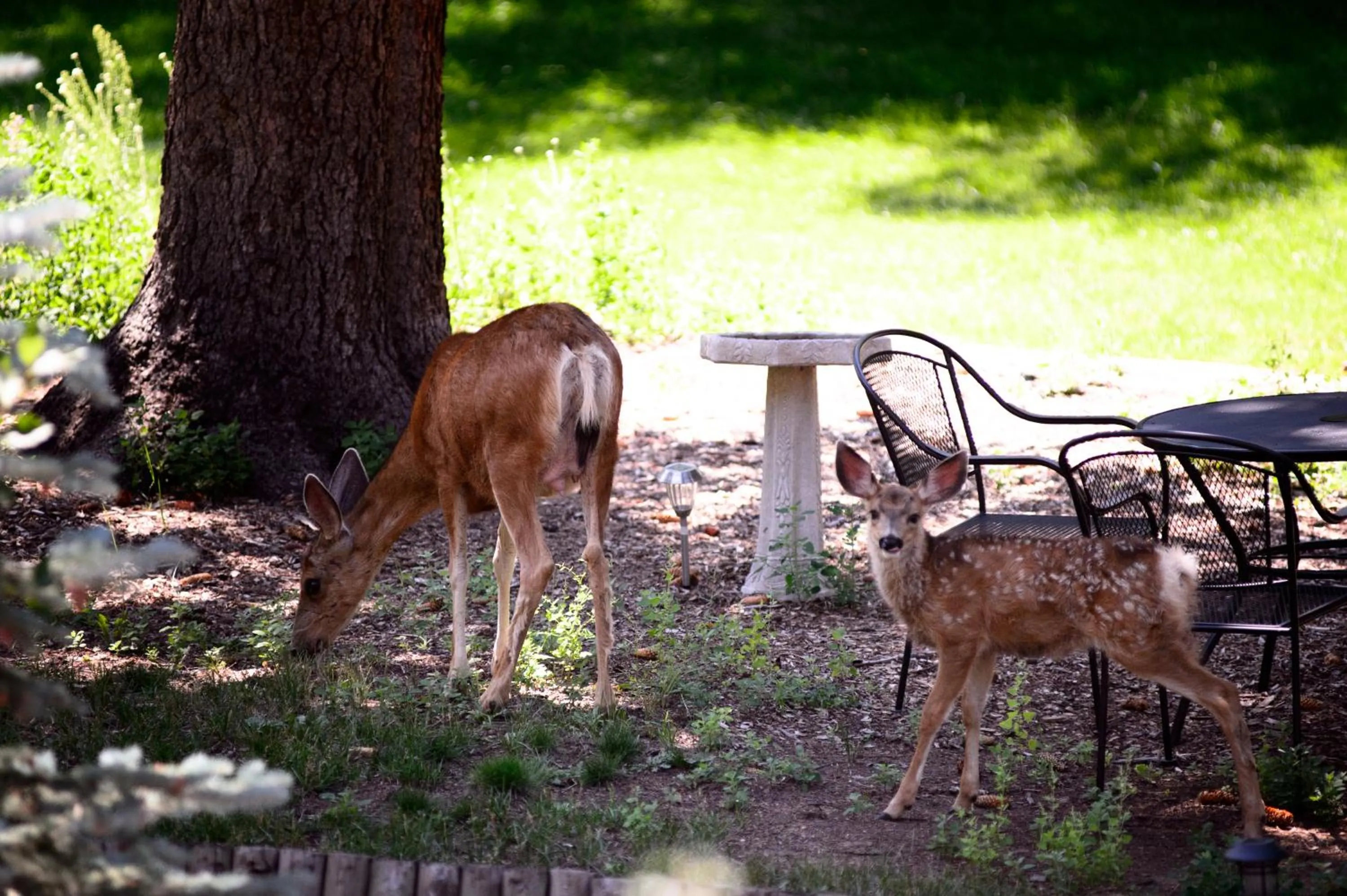 Animals in Alpen Way Chalet Mountain Lodge