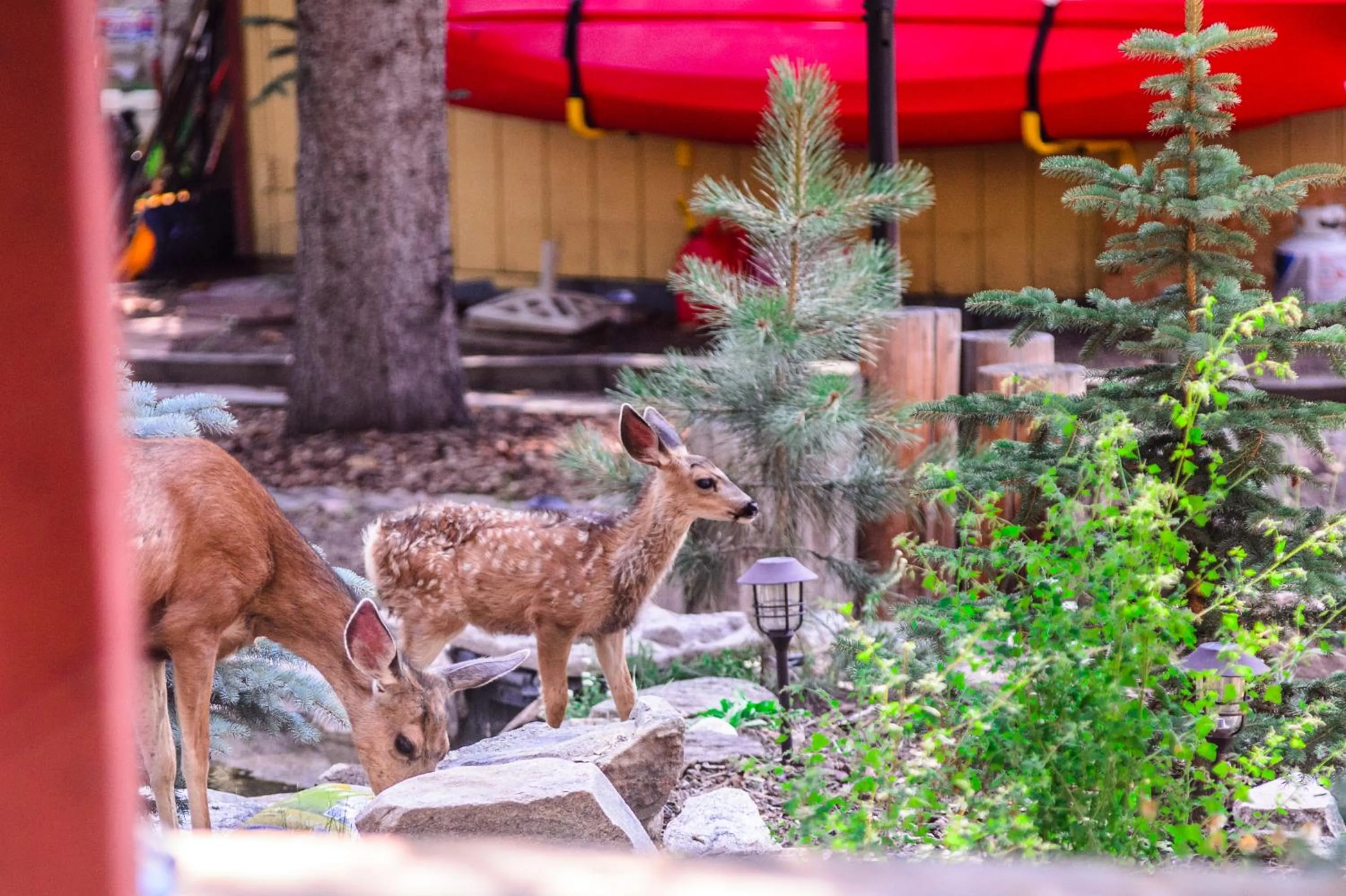Animals in Alpen Way Chalet Mountain Lodge