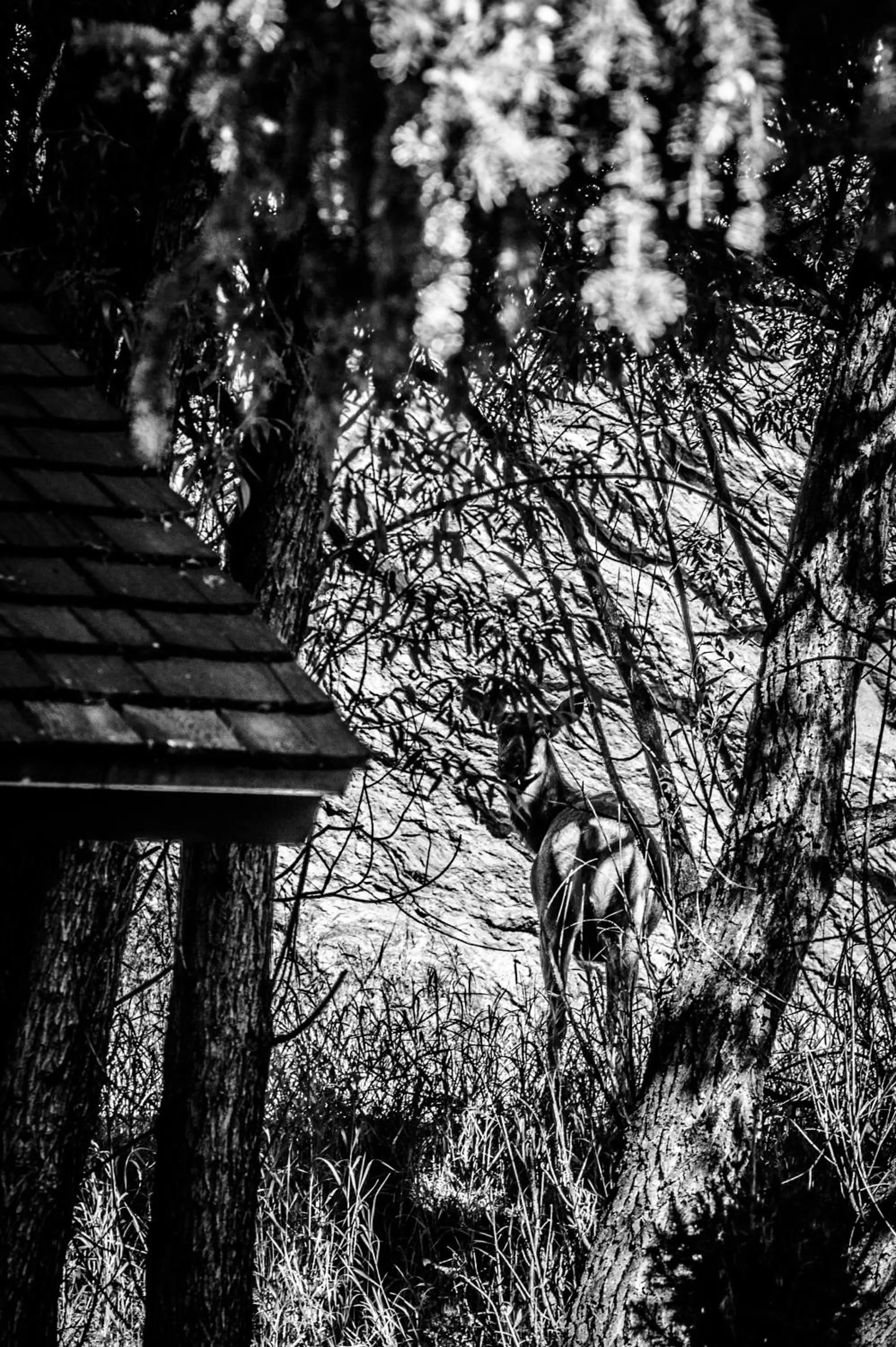 Animals in Alpen Way Chalet Mountain Lodge