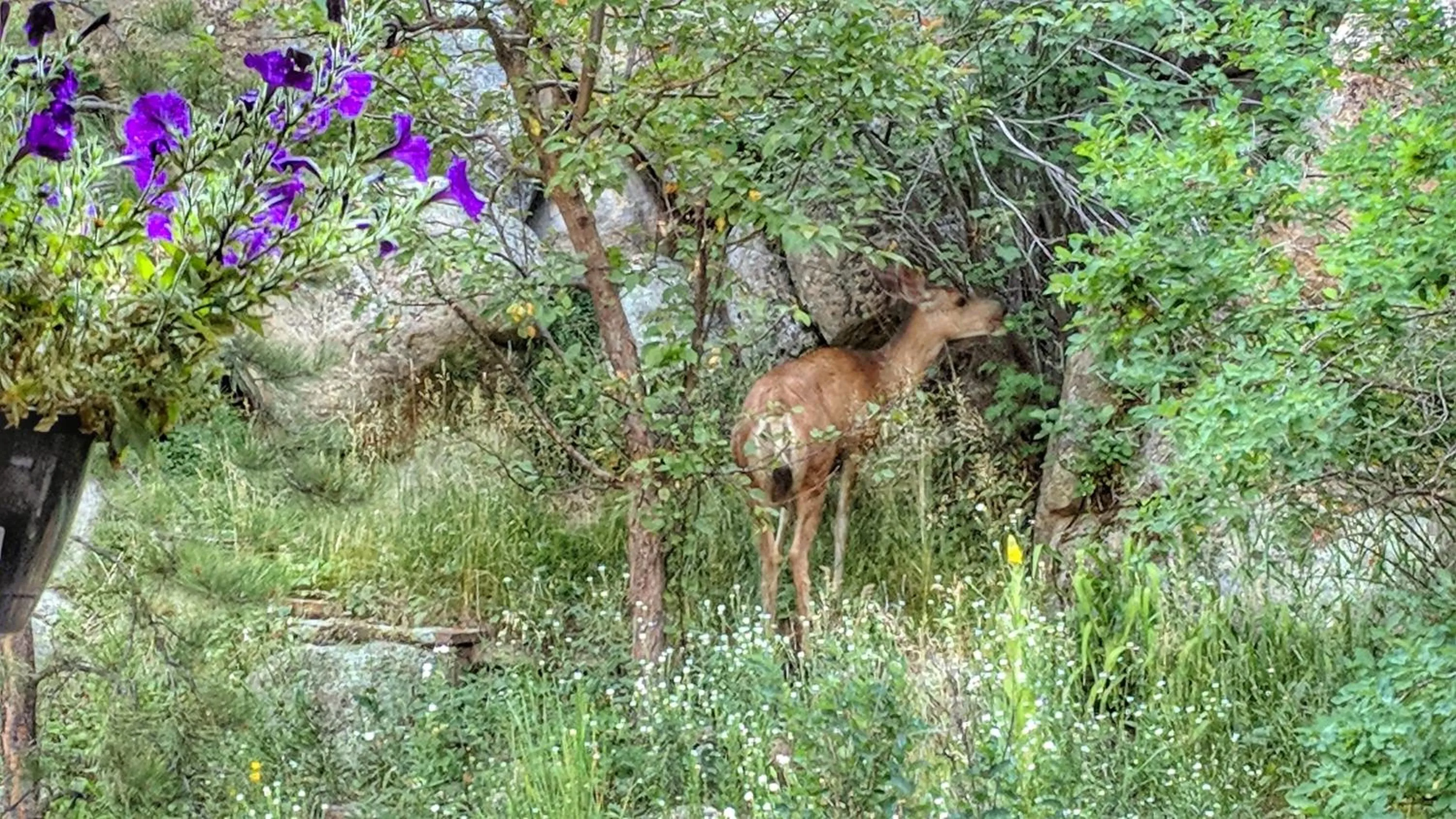 Natural landscape in Alpen Way Chalet Mountain Lodge