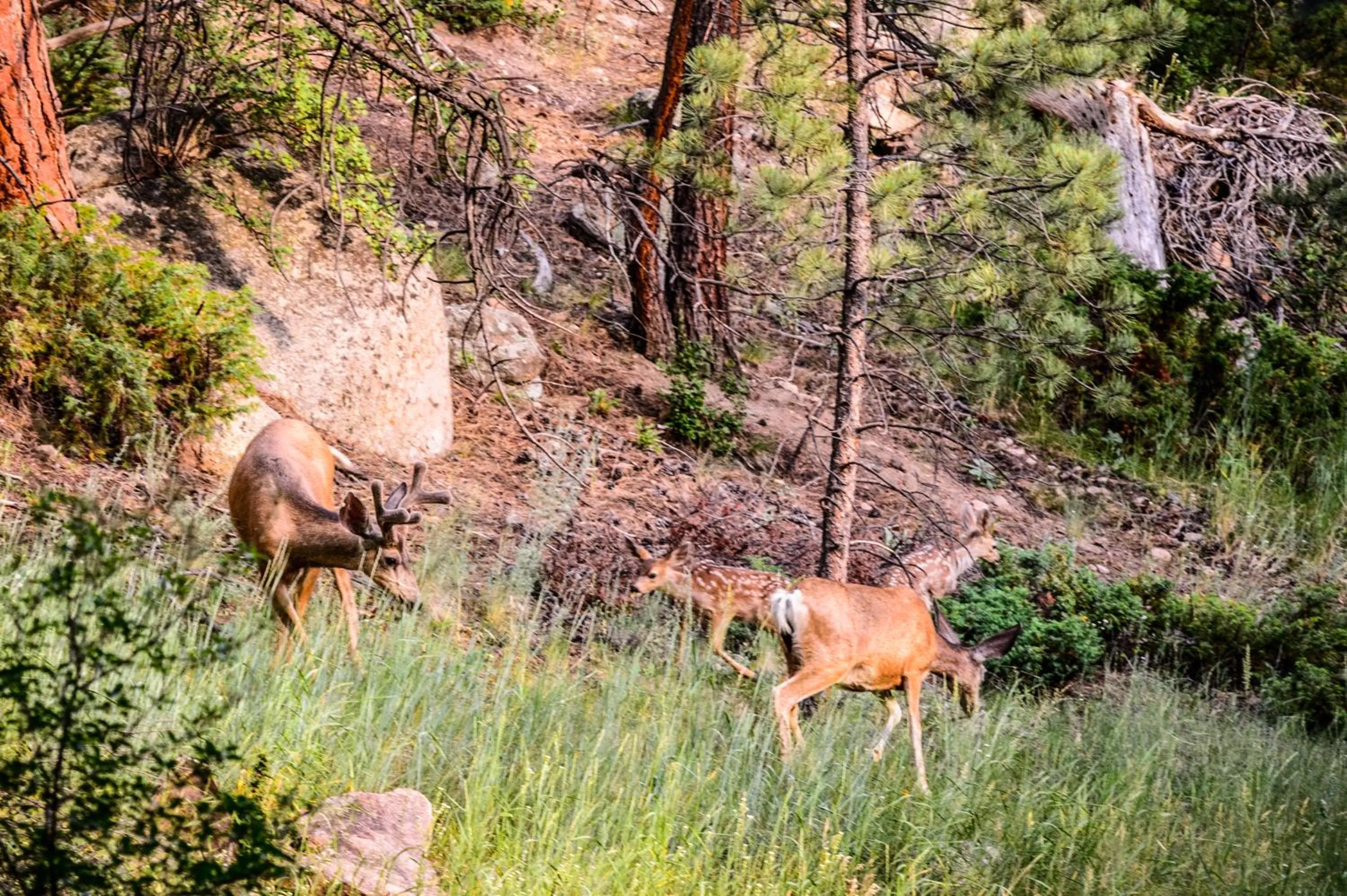 Animals in Alpen Way Chalet Mountain Lodge