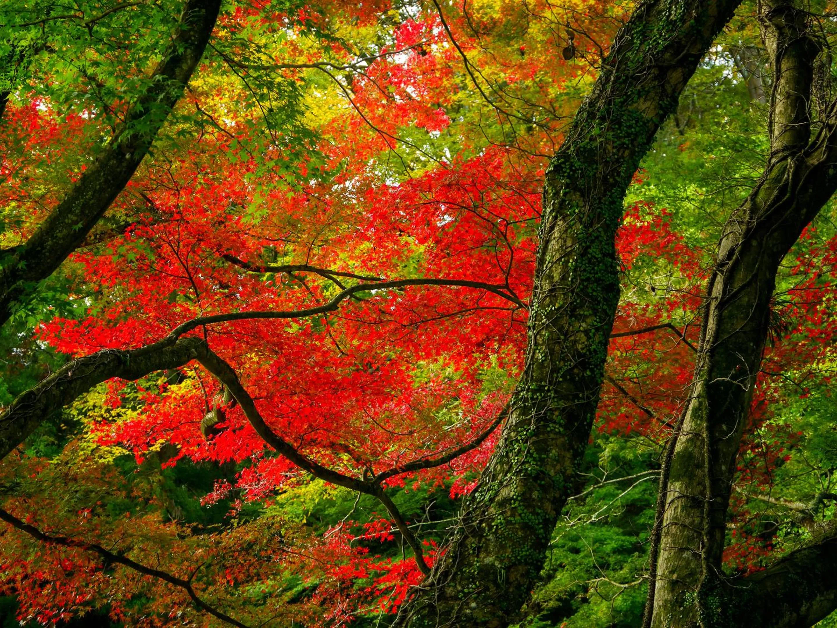 Off site in Boscage Kariya