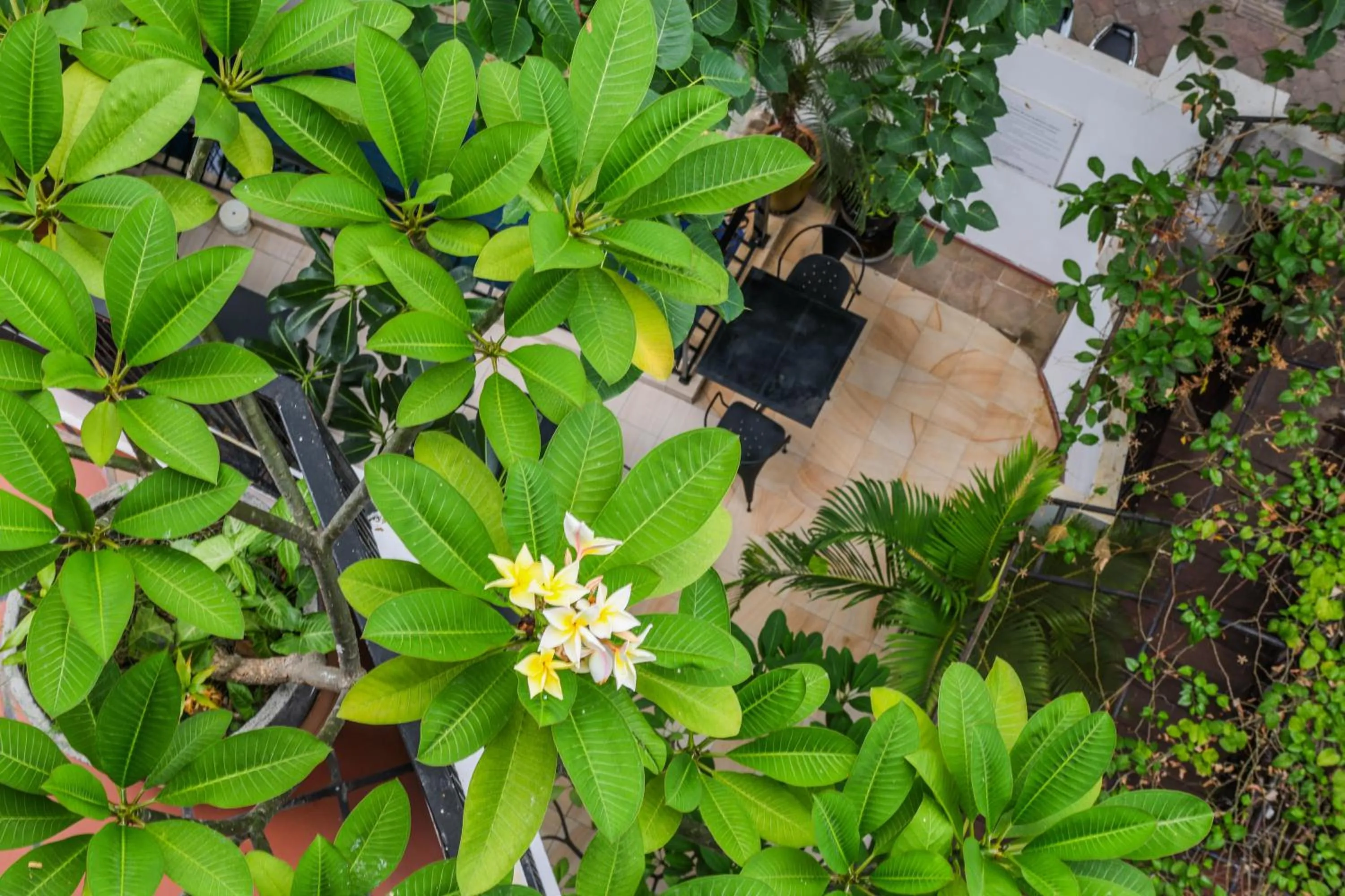 Garden view in La Rose Suites