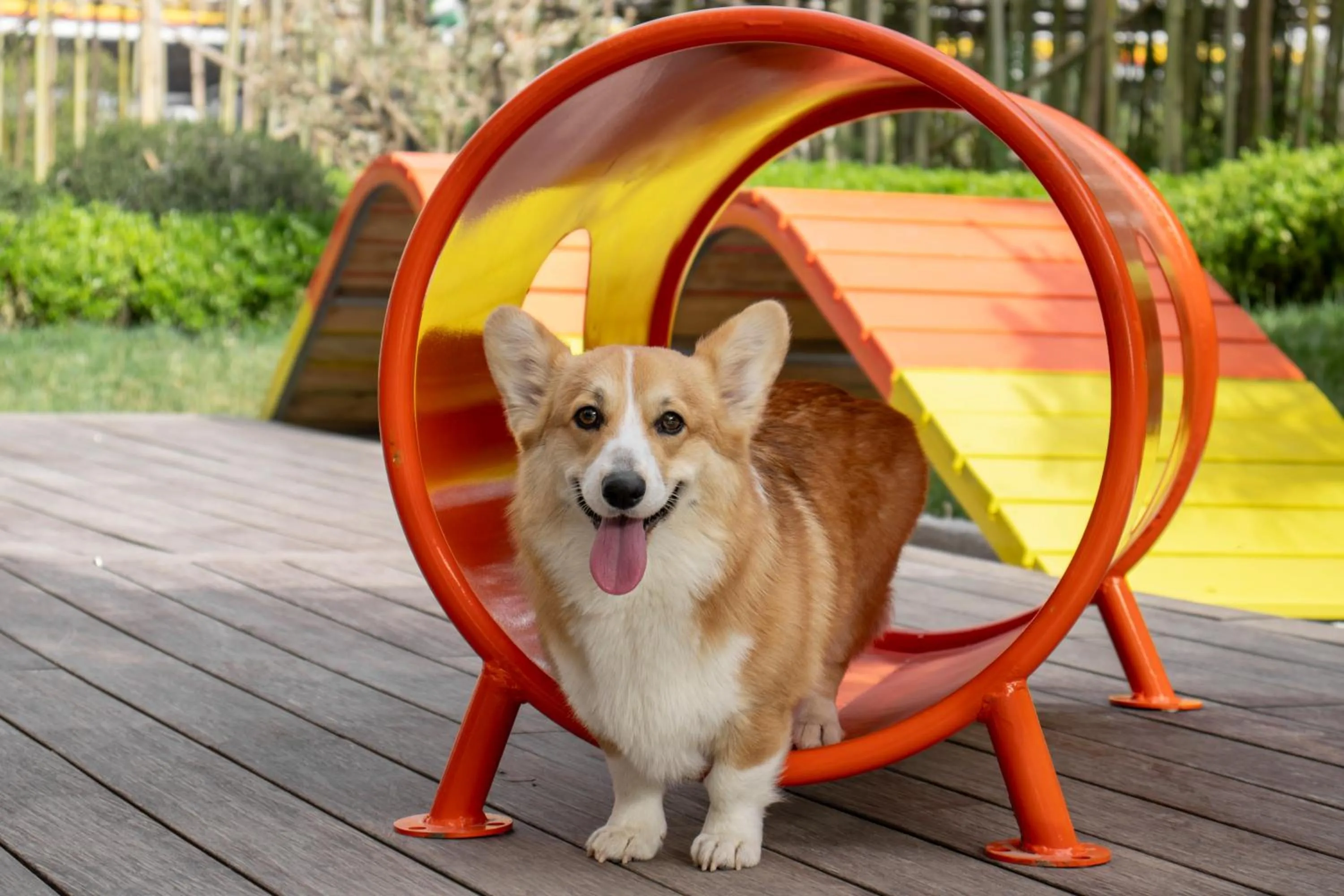 pet friendly in Hyatt Centric Gaoxin Xi'An