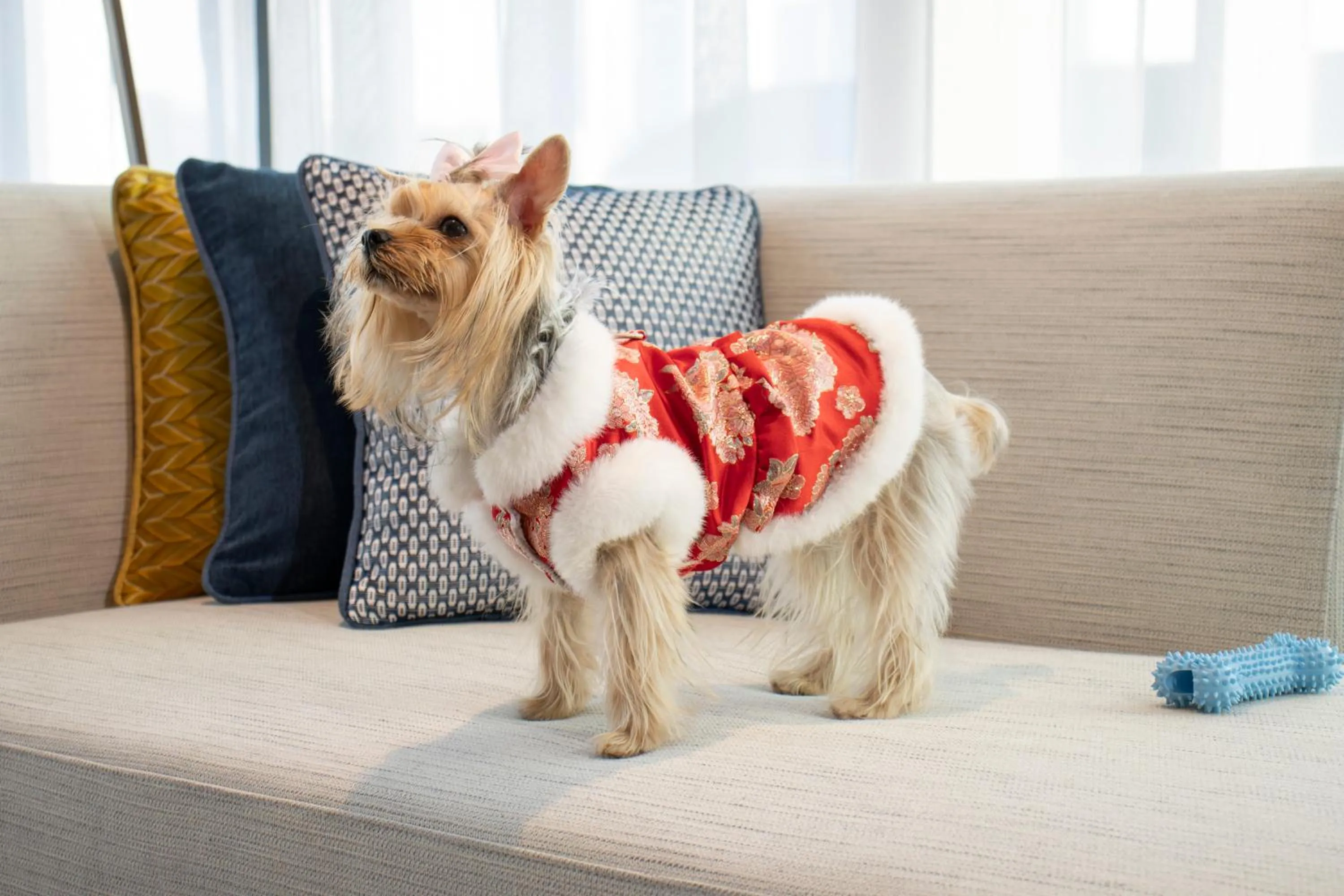 Pets in Hyatt Centric Gaoxin Xi'An