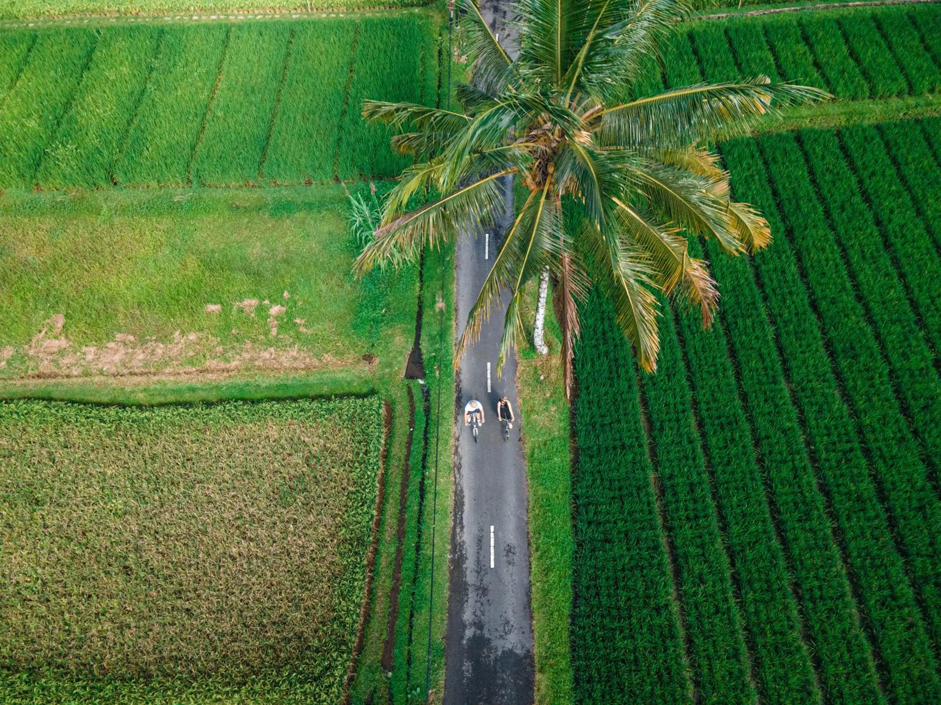 Spring in Uma Linggah Resort by Puri Signatures