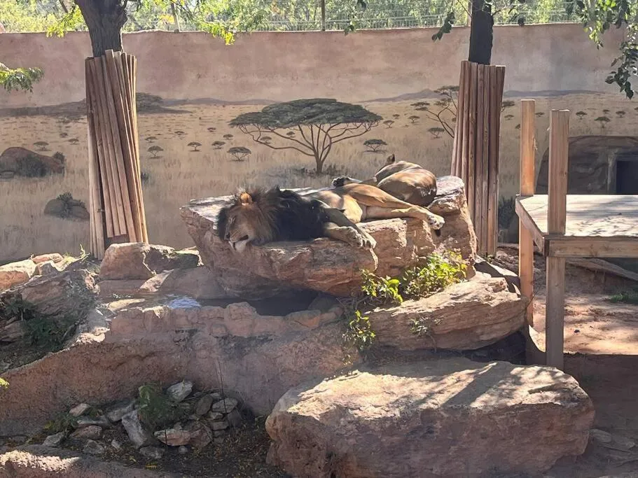 Saguaro at Cactus Flower-HOT TUB-Pet Friendly-No Pet Fees!