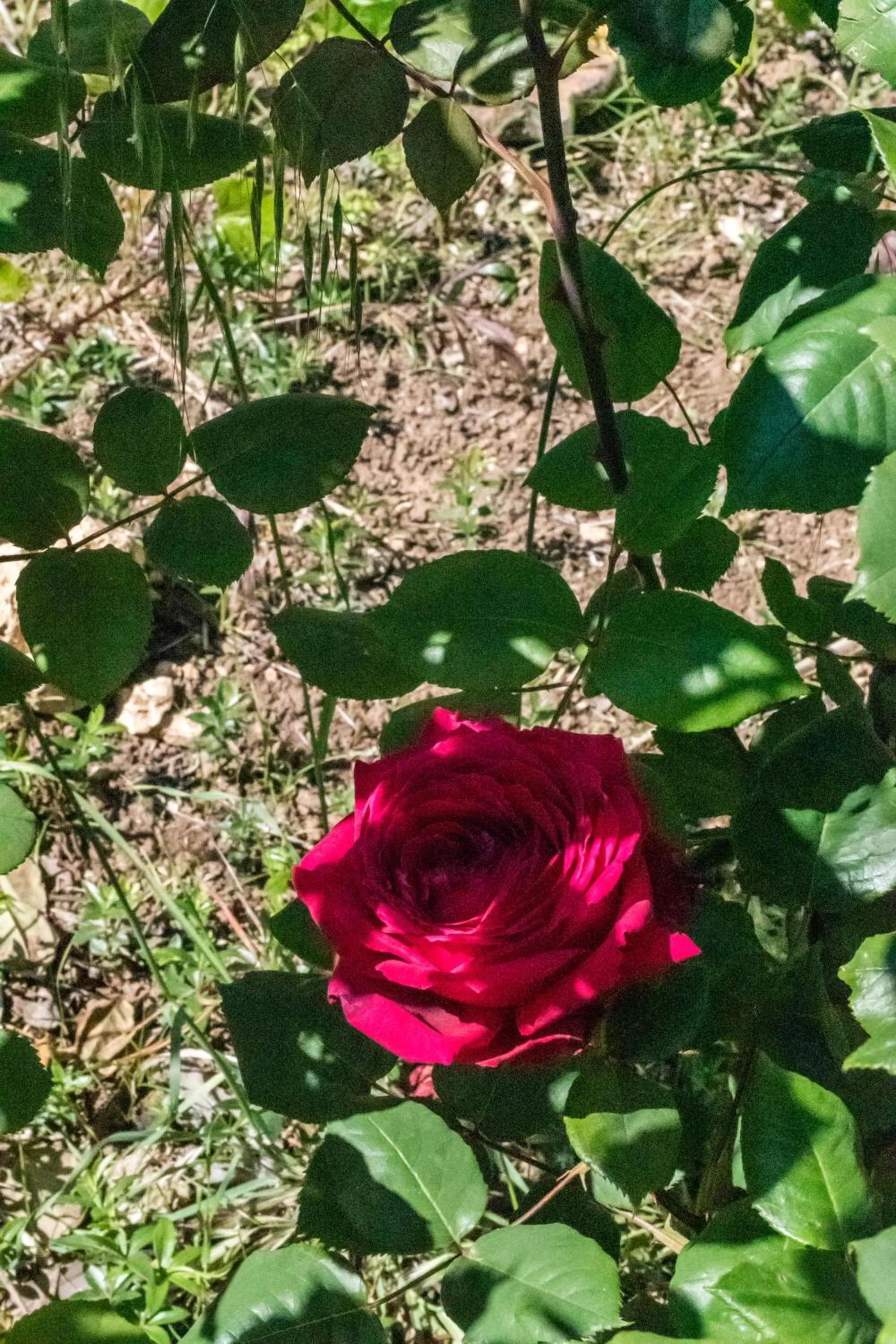 Garden in Torre Tabia