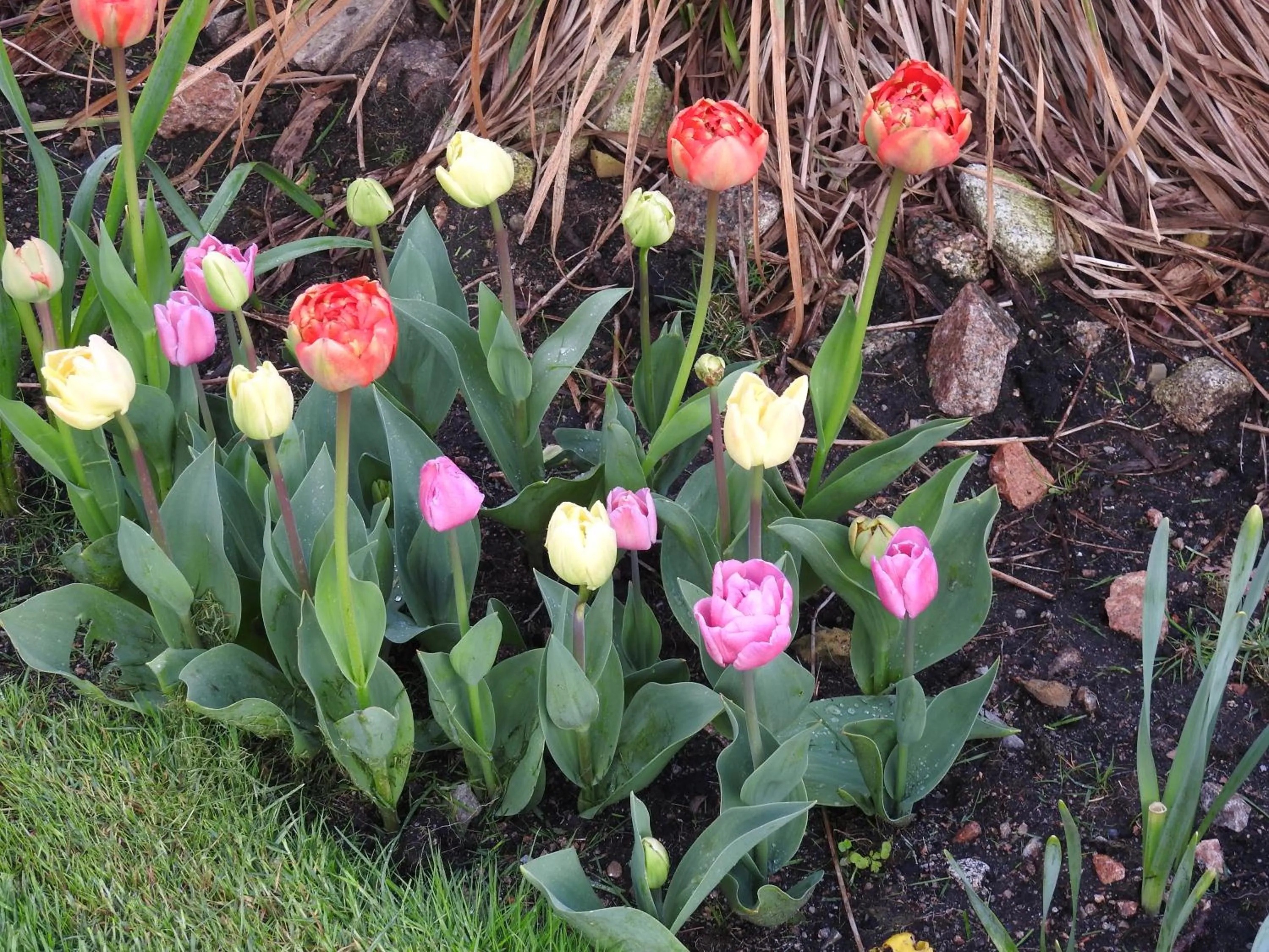 Spring in Inisean Ocean View