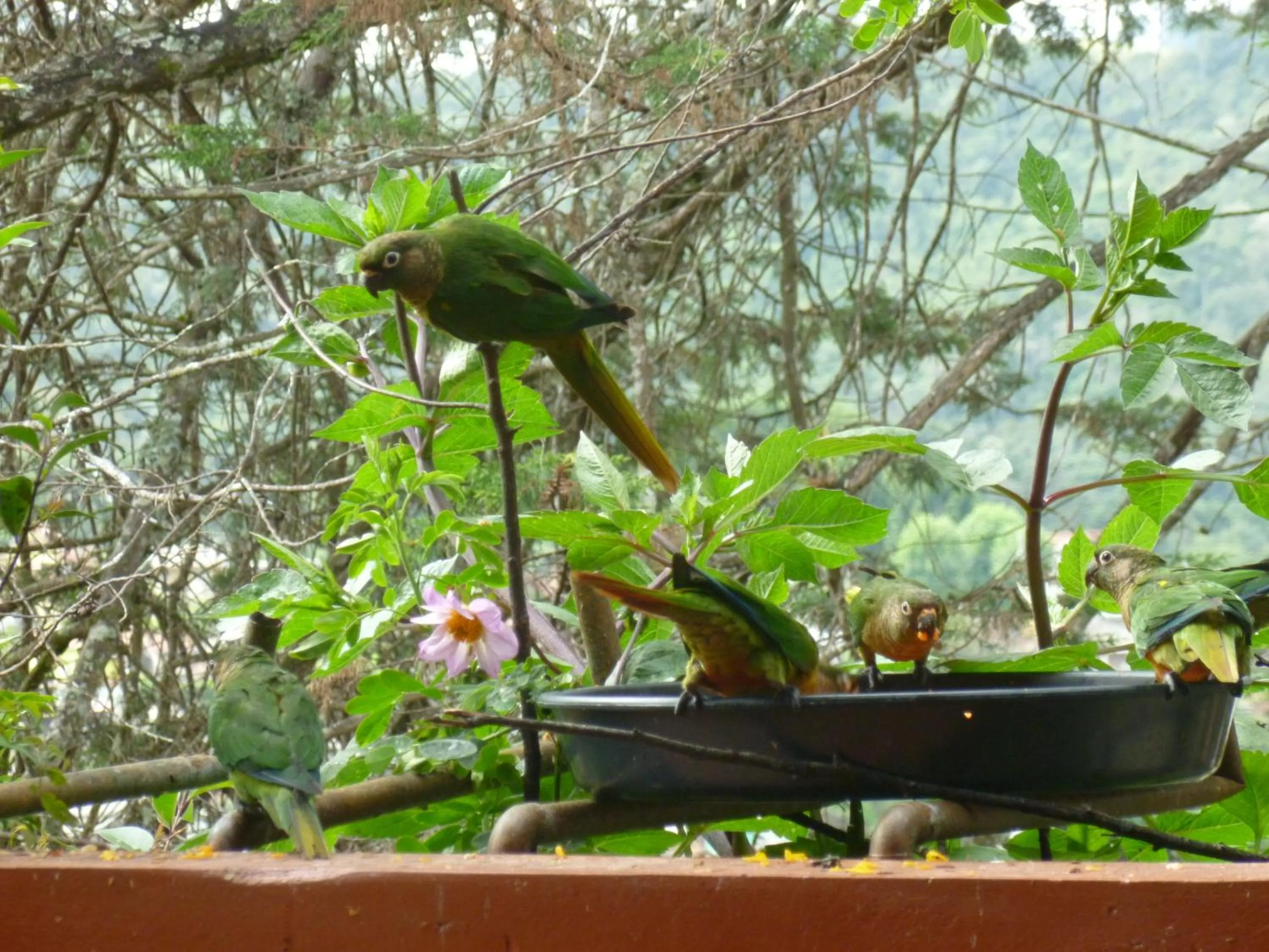 Garden in Pousada dos Esquilos