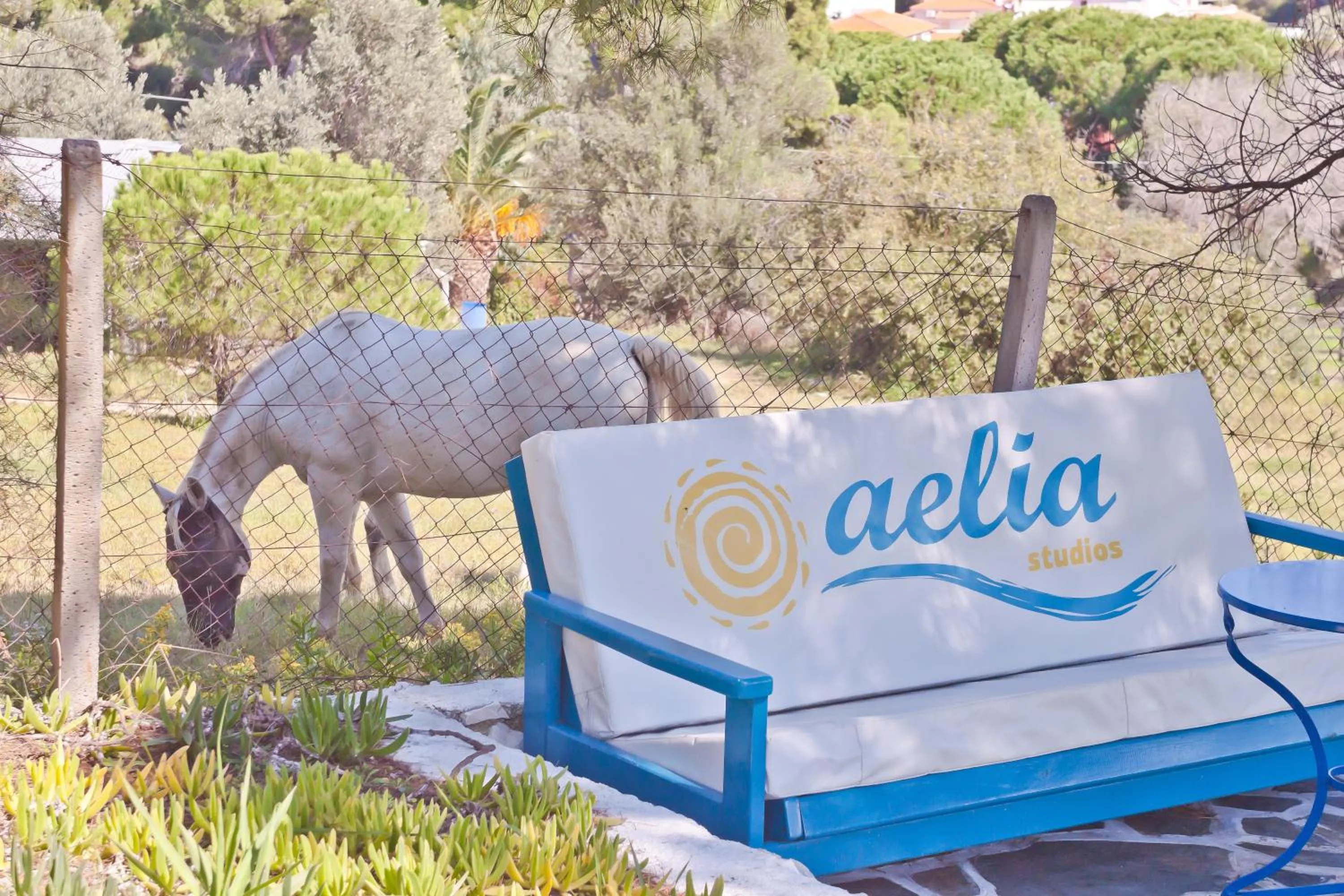 Garden in Aelia Studios