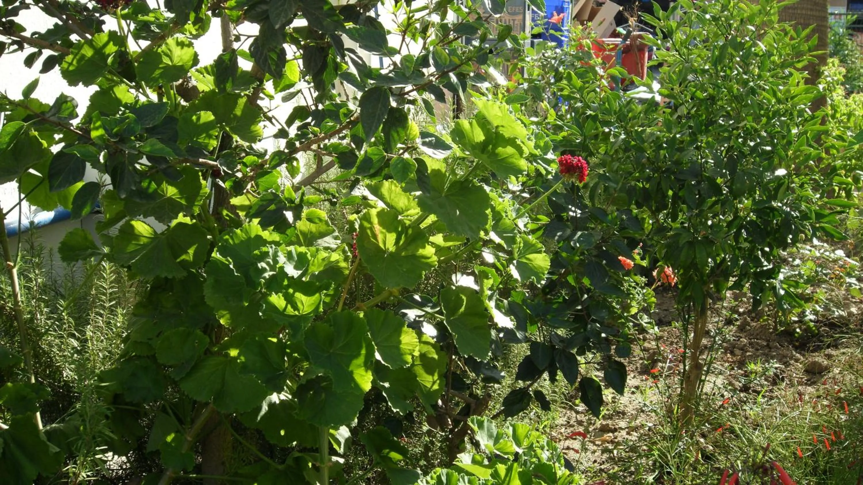 Garden in Ozukara Apart 1