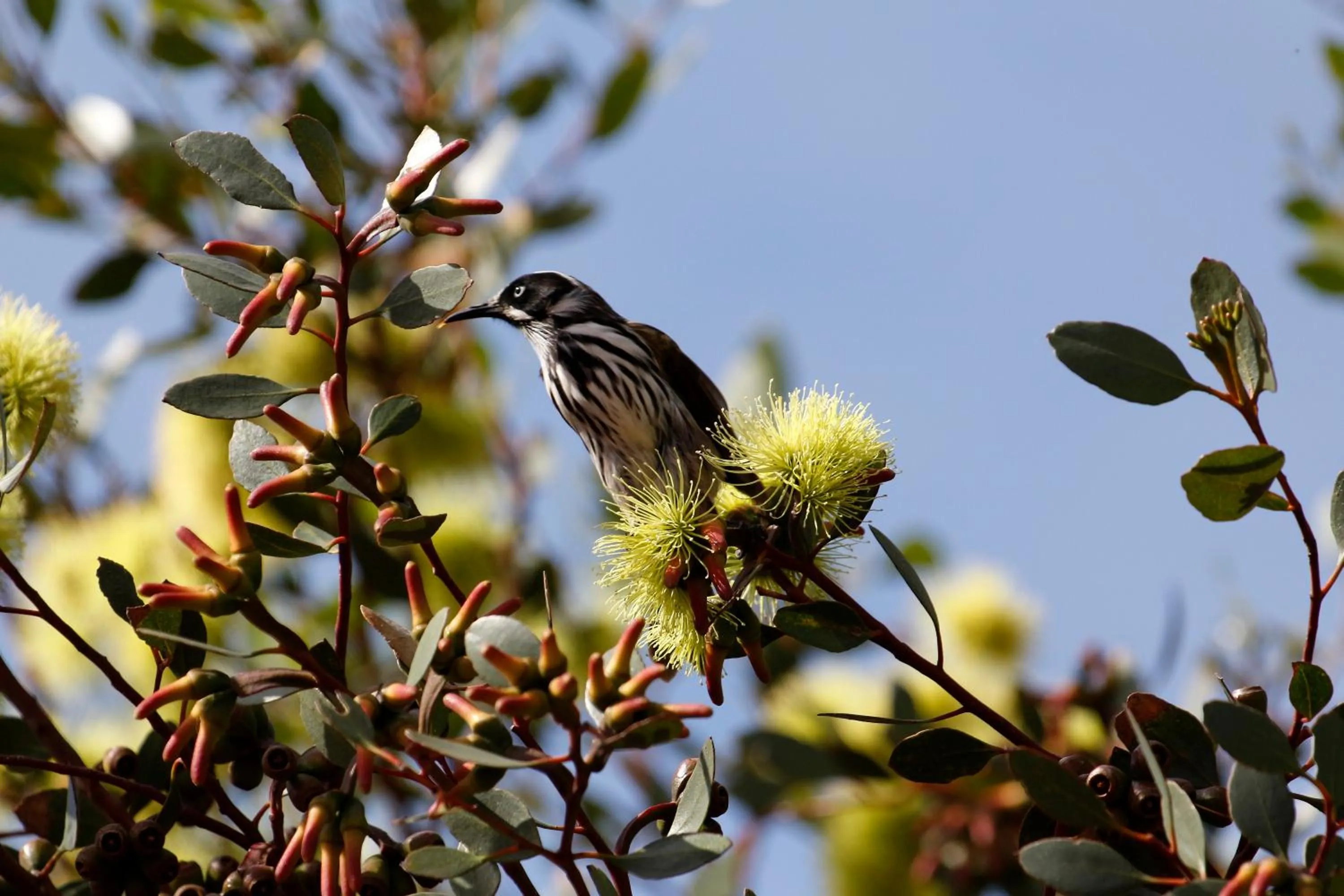 Animals in Cape Jervis Holiday Units
