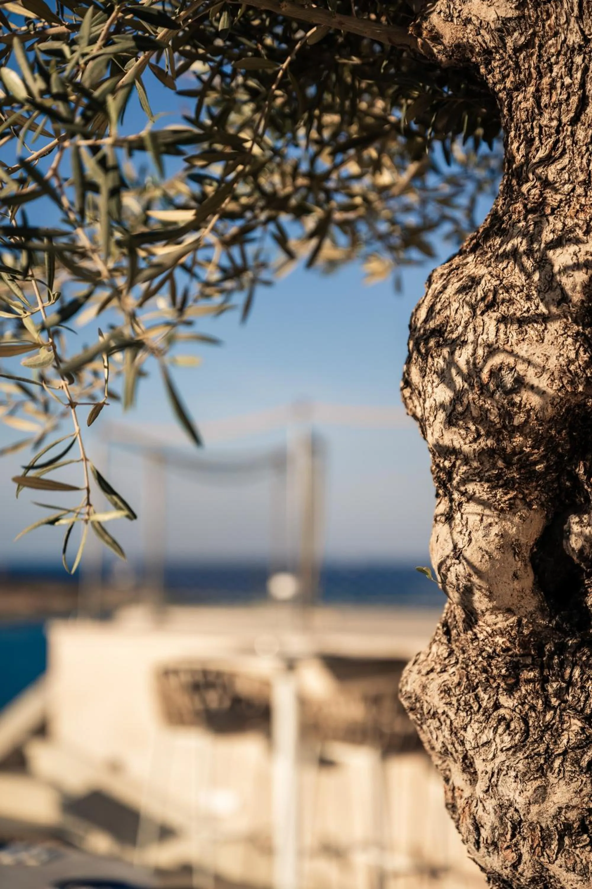 Restaurant/places to eat in XVI Suites - Adults Only