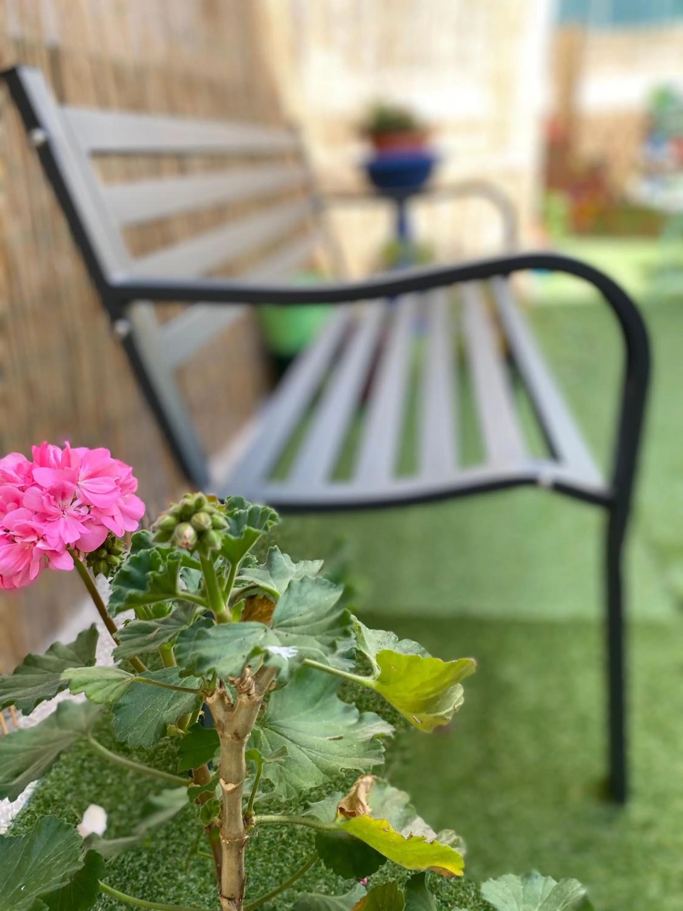 Garden in Olive Tree