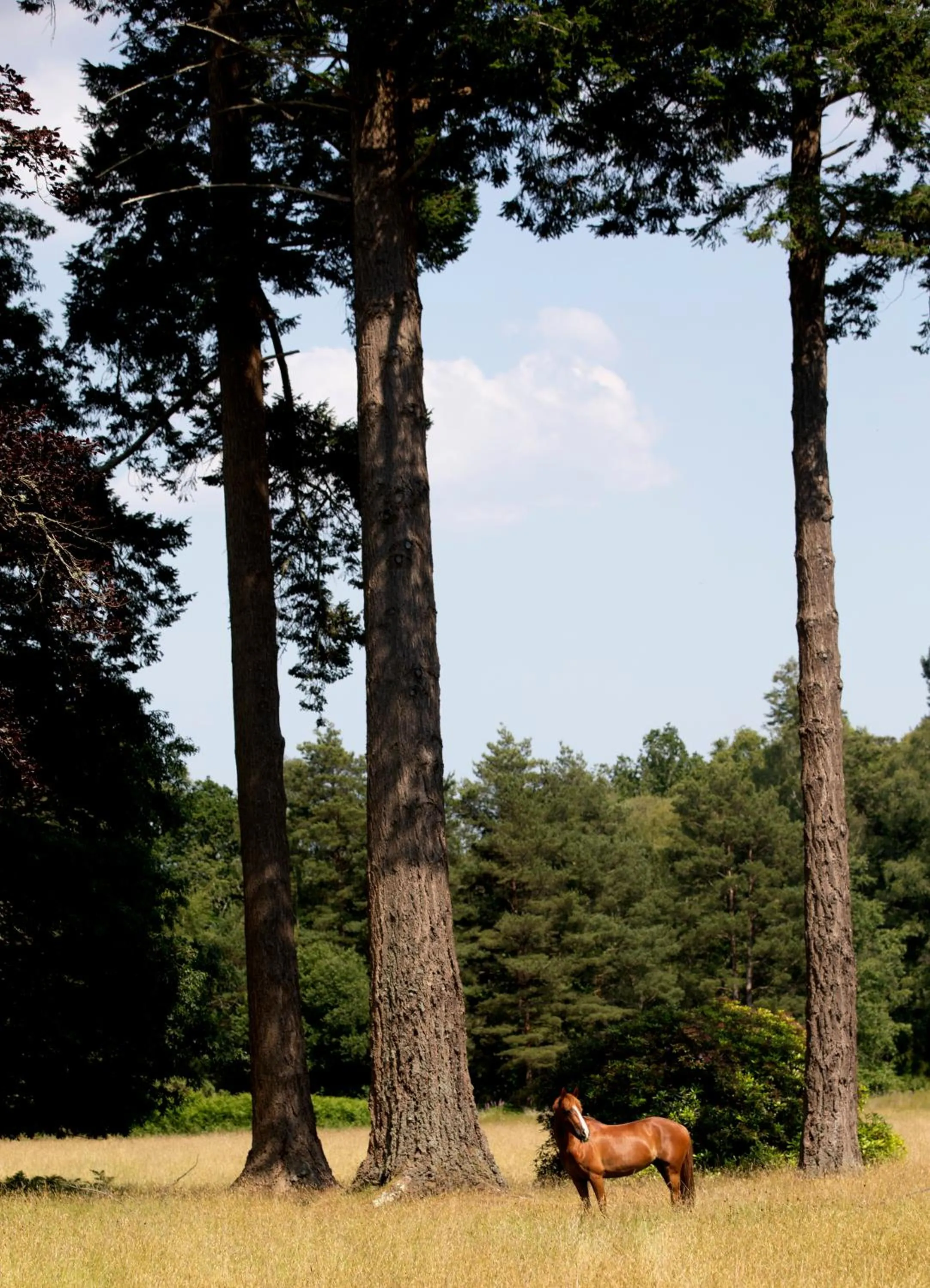 Hiking in Rhinefield House Hotel