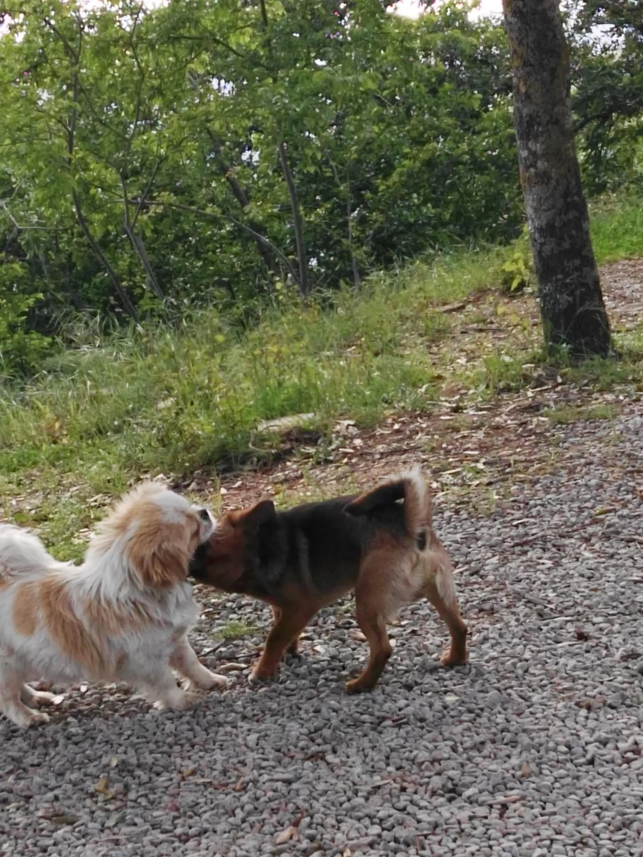 Pets in Hotel Miramonti Seulo Turismo Rurale