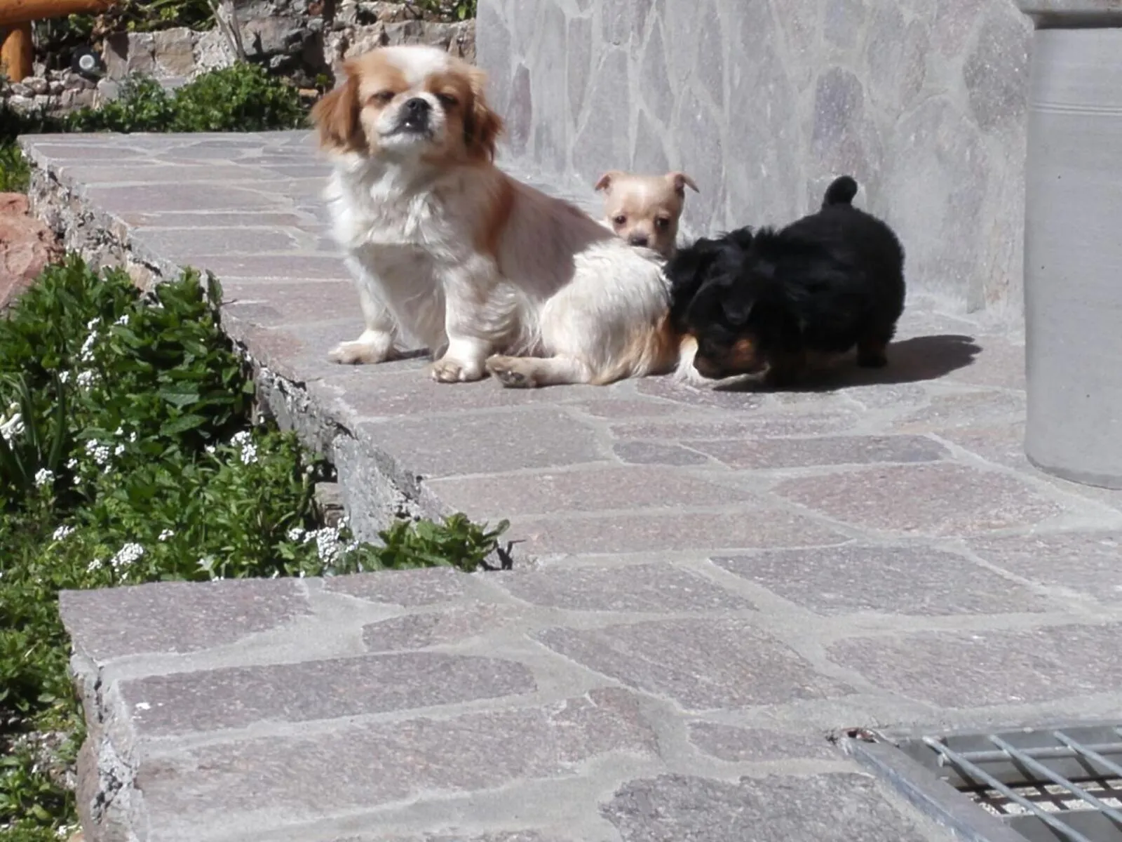 Pets in Hotel Miramonti Seulo Turismo Rurale