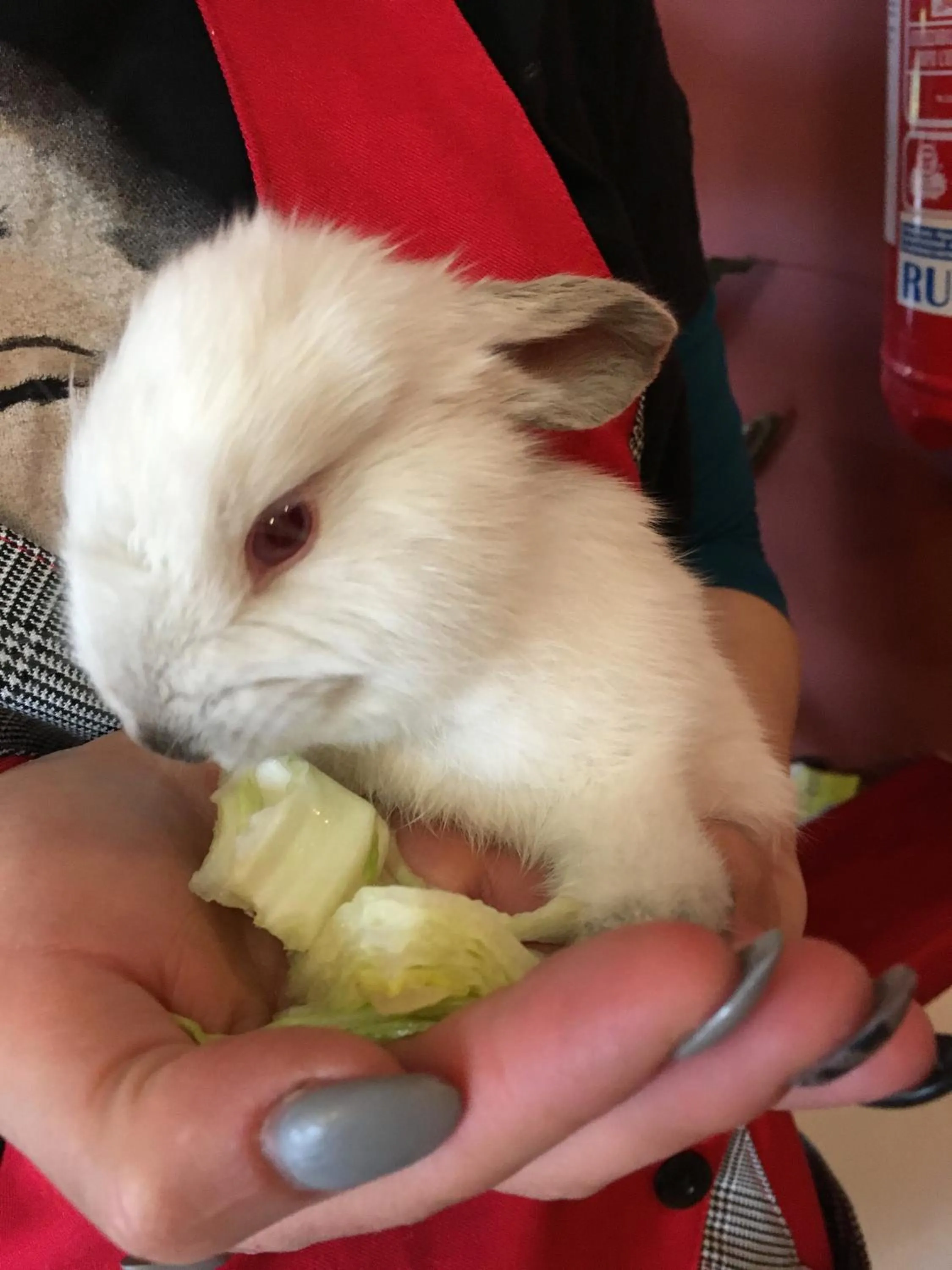 Pets in Hotel Miramonti Seulo Turismo Rurale