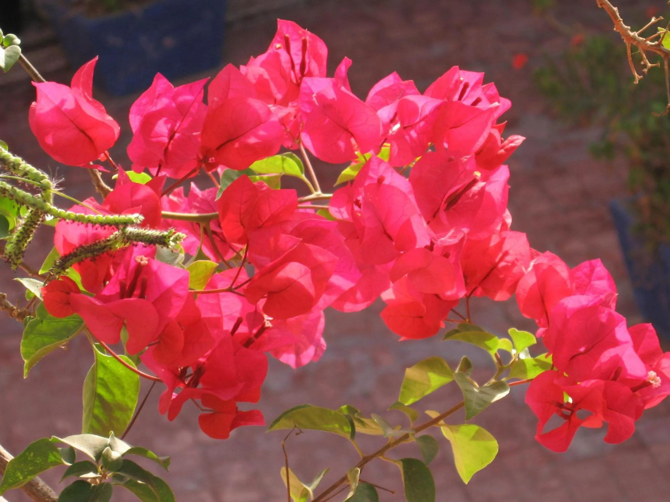 Decorative detail in Auberge Ayouze