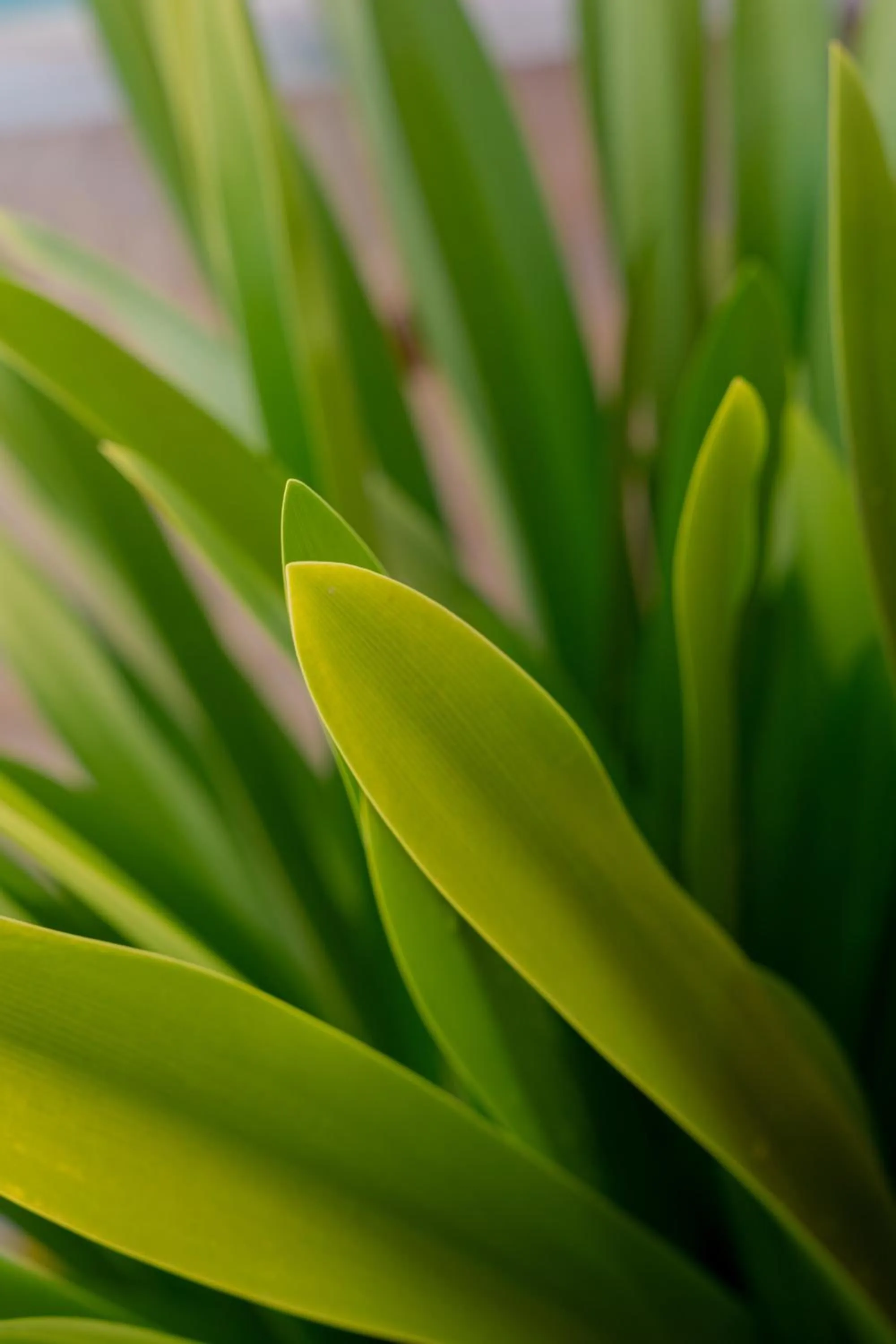 Hotel Kaamú Taganga