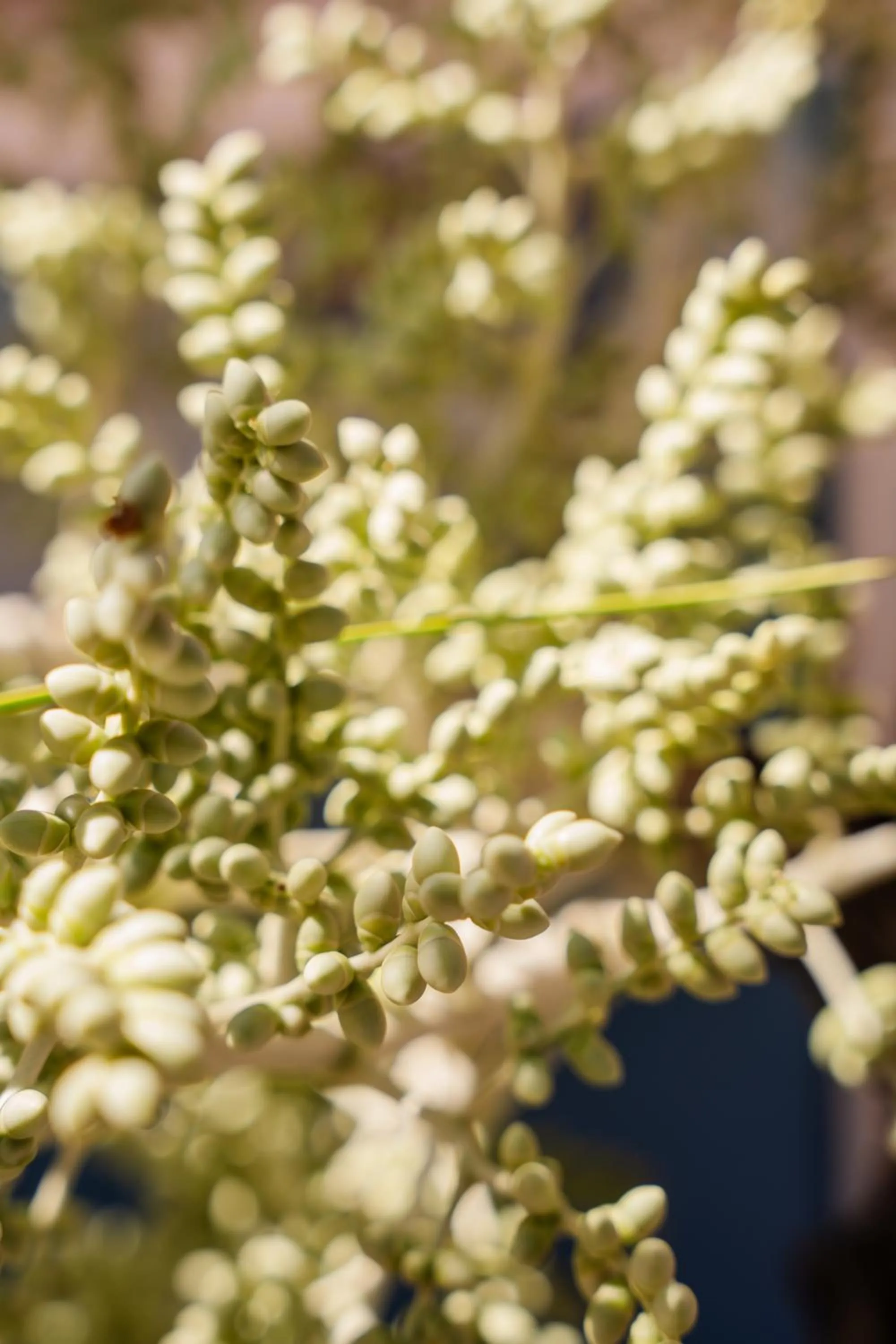 Hotel Kaamú Taganga
