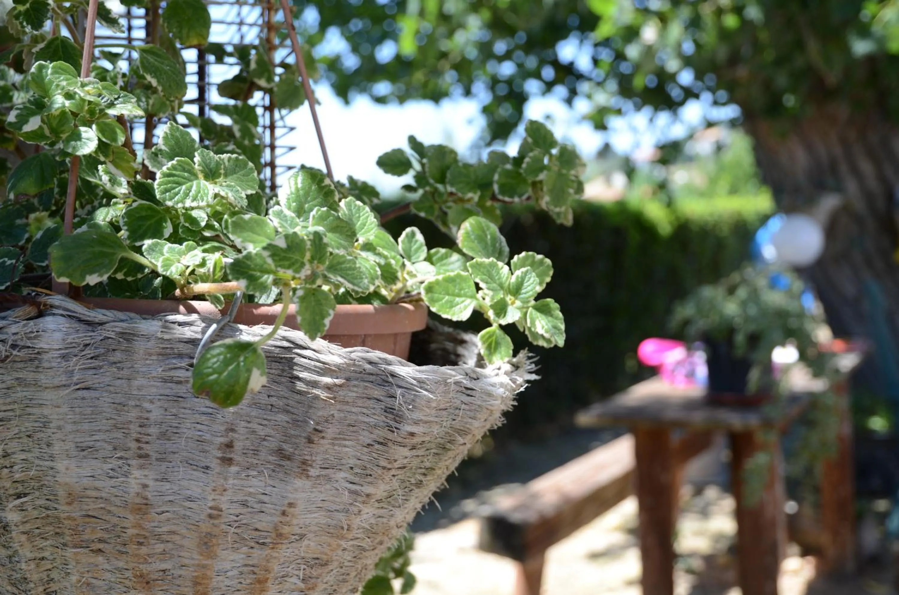 View (from property/room) in Il Vecchio Pioppo
