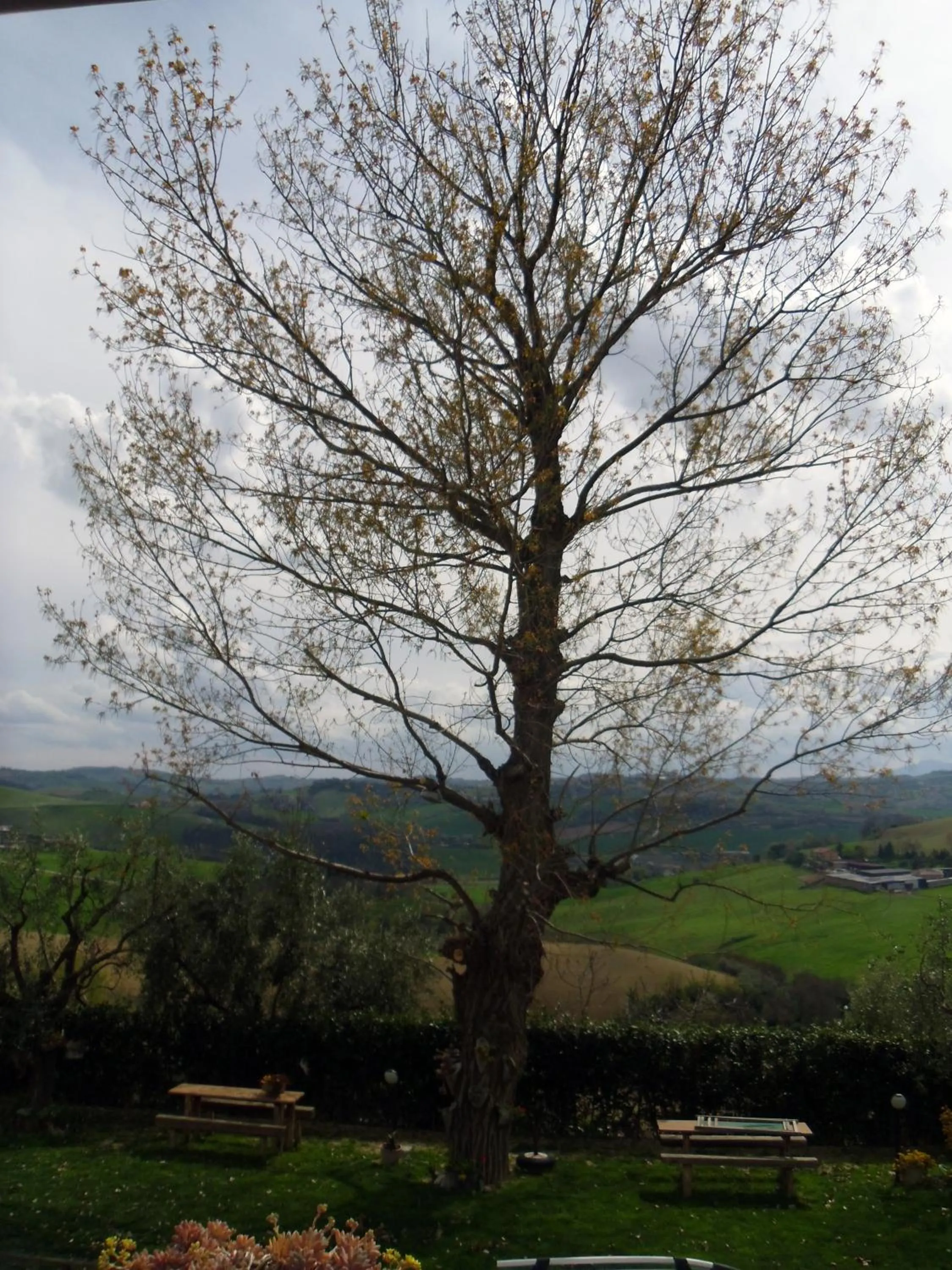 Garden in Il Vecchio Pioppo