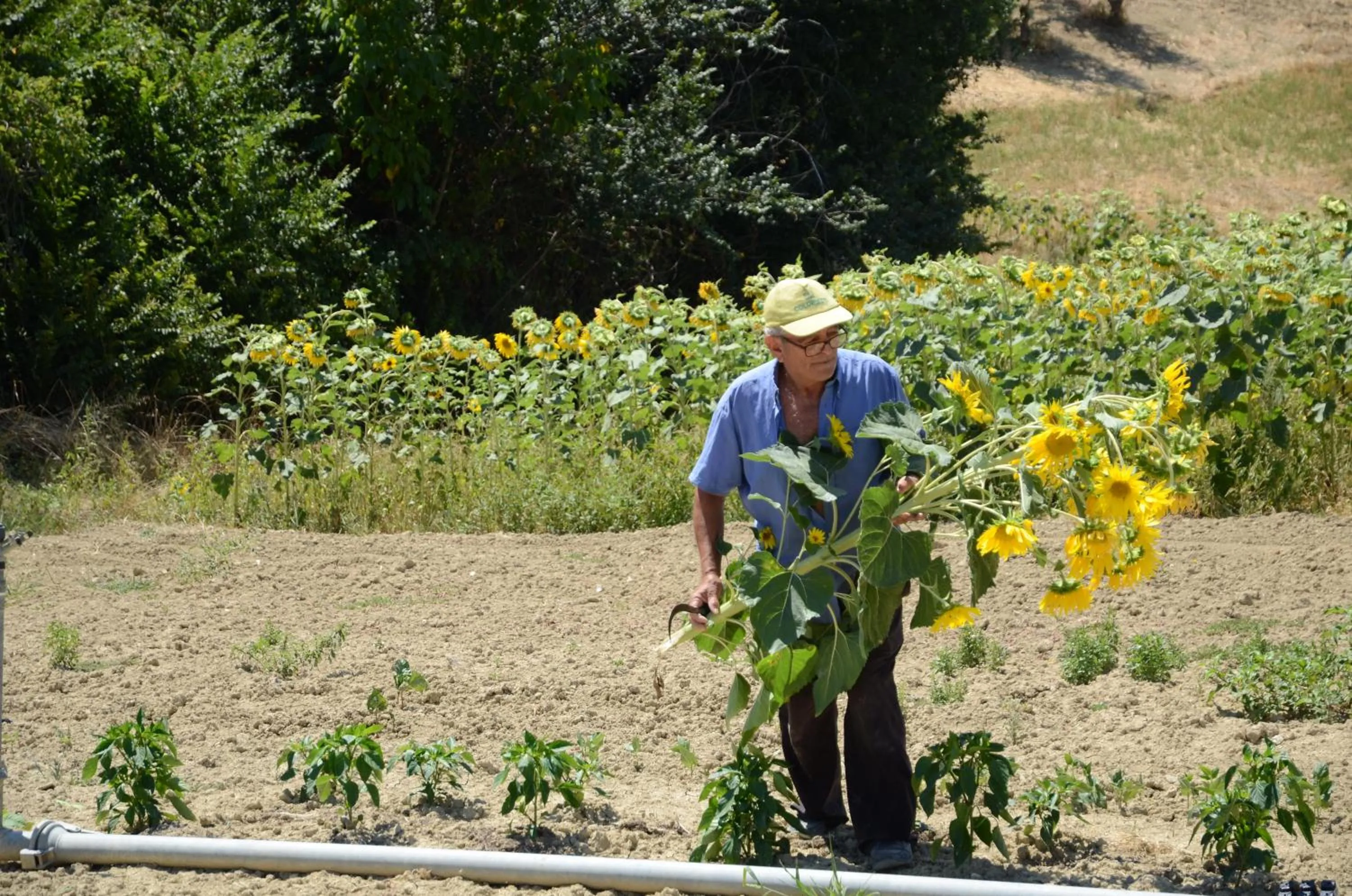 View (from property/room) in Il Vecchio Pioppo