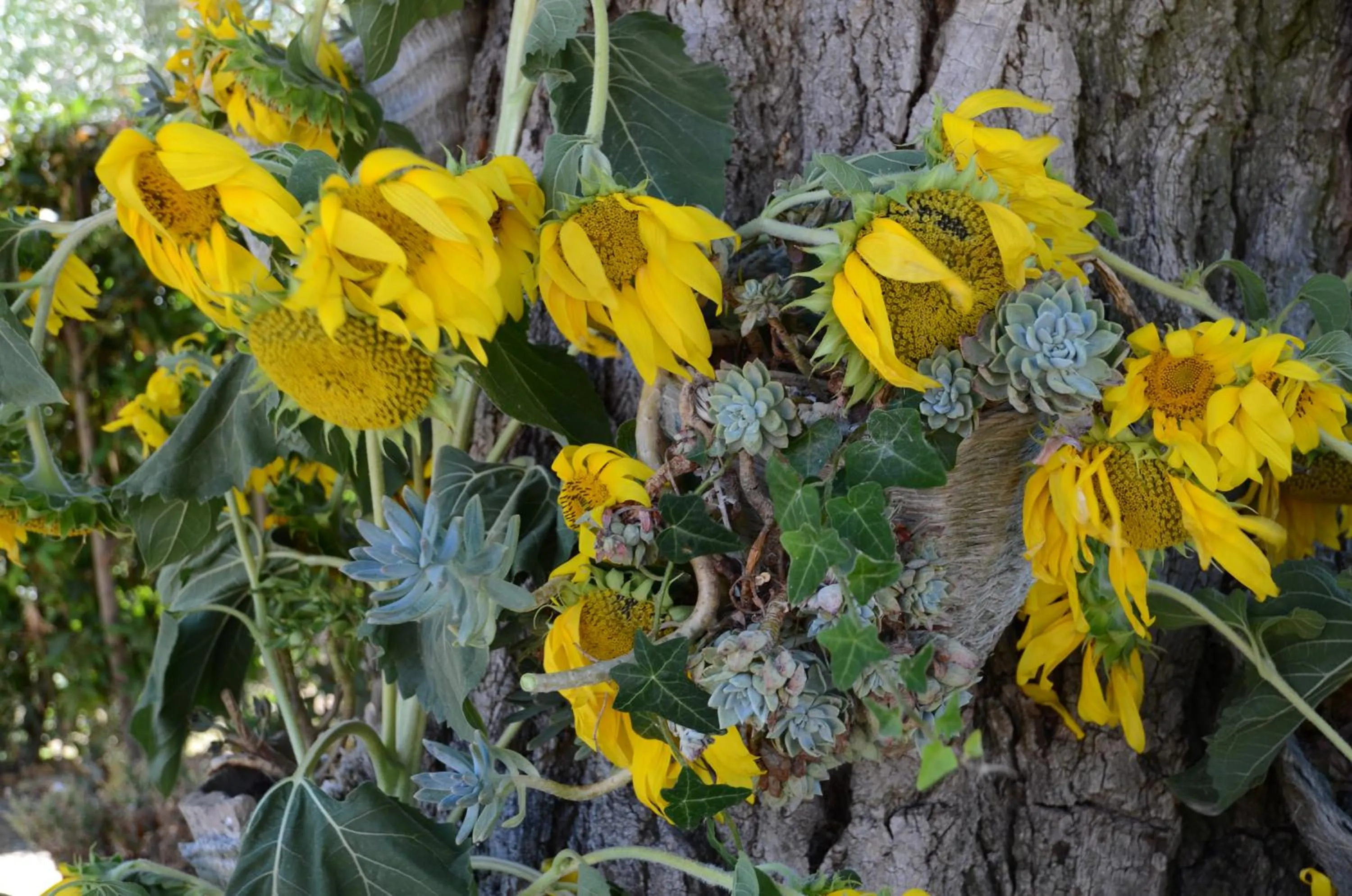 View (from property/room) in Il Vecchio Pioppo