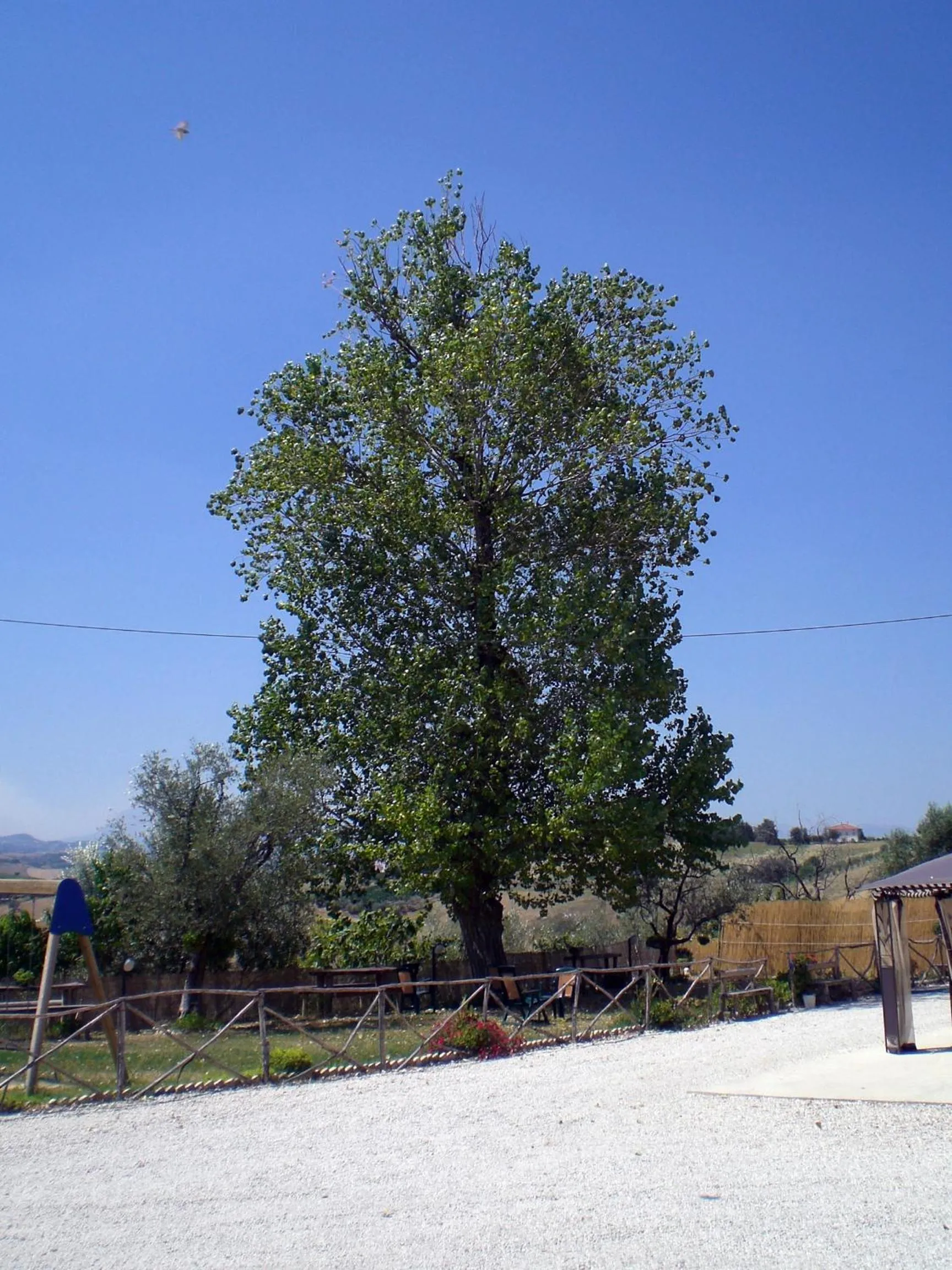 Facade/entrance in Il Vecchio Pioppo