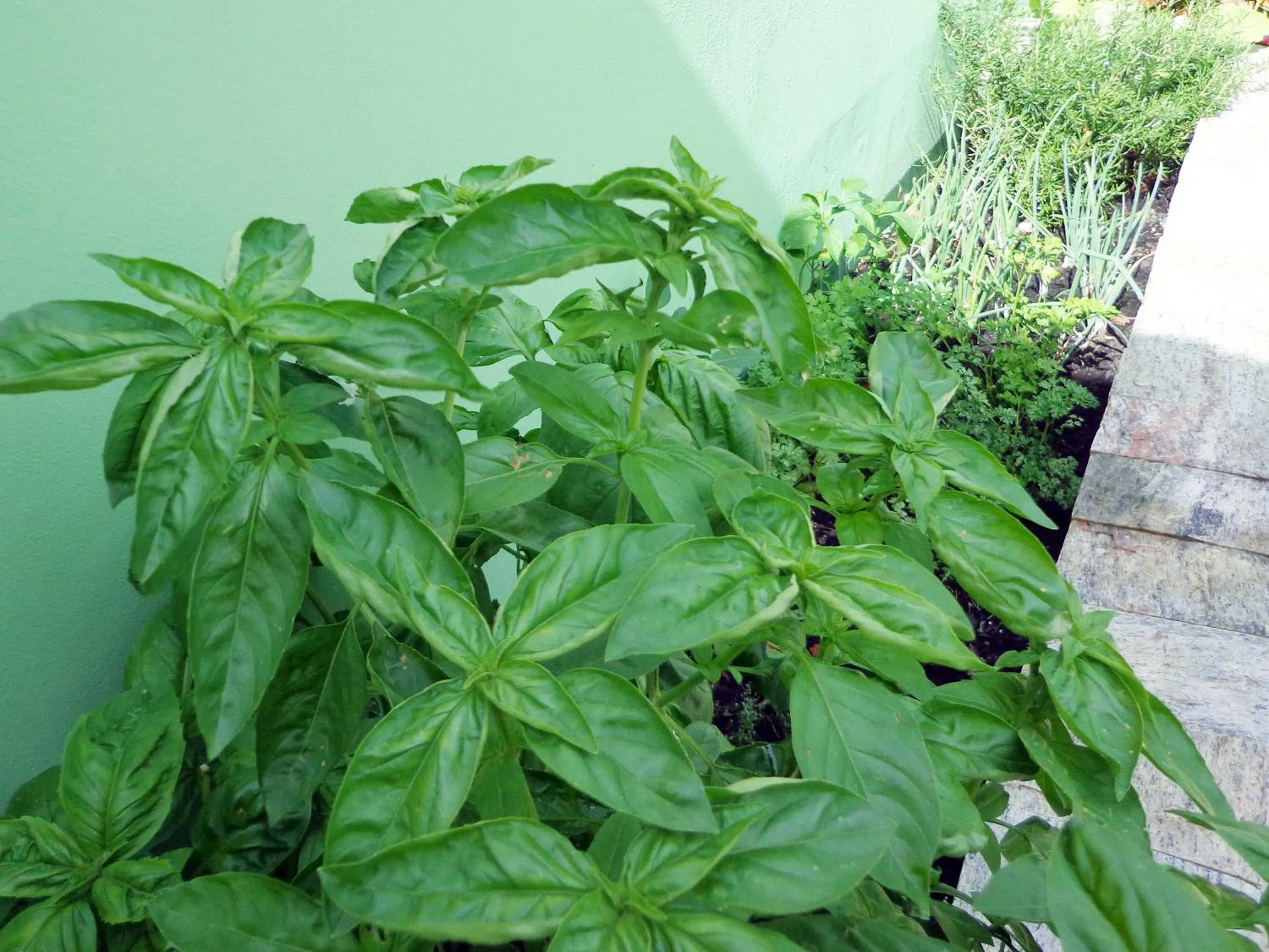 Garden in Castelo da Ilha