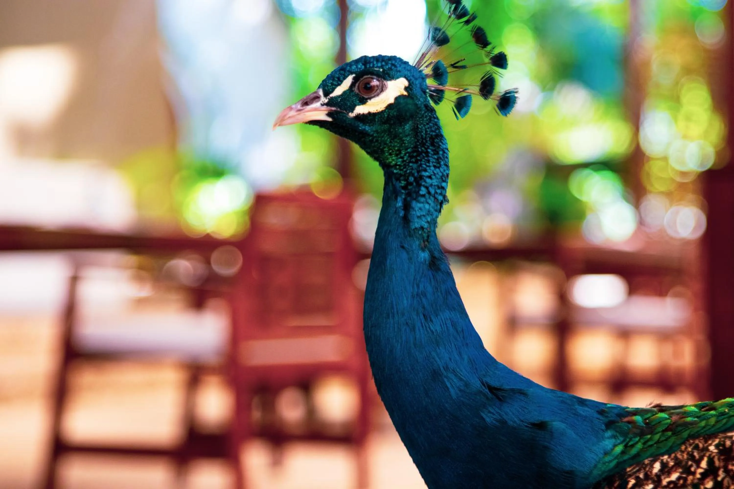 Animals in Sweetfield Manor