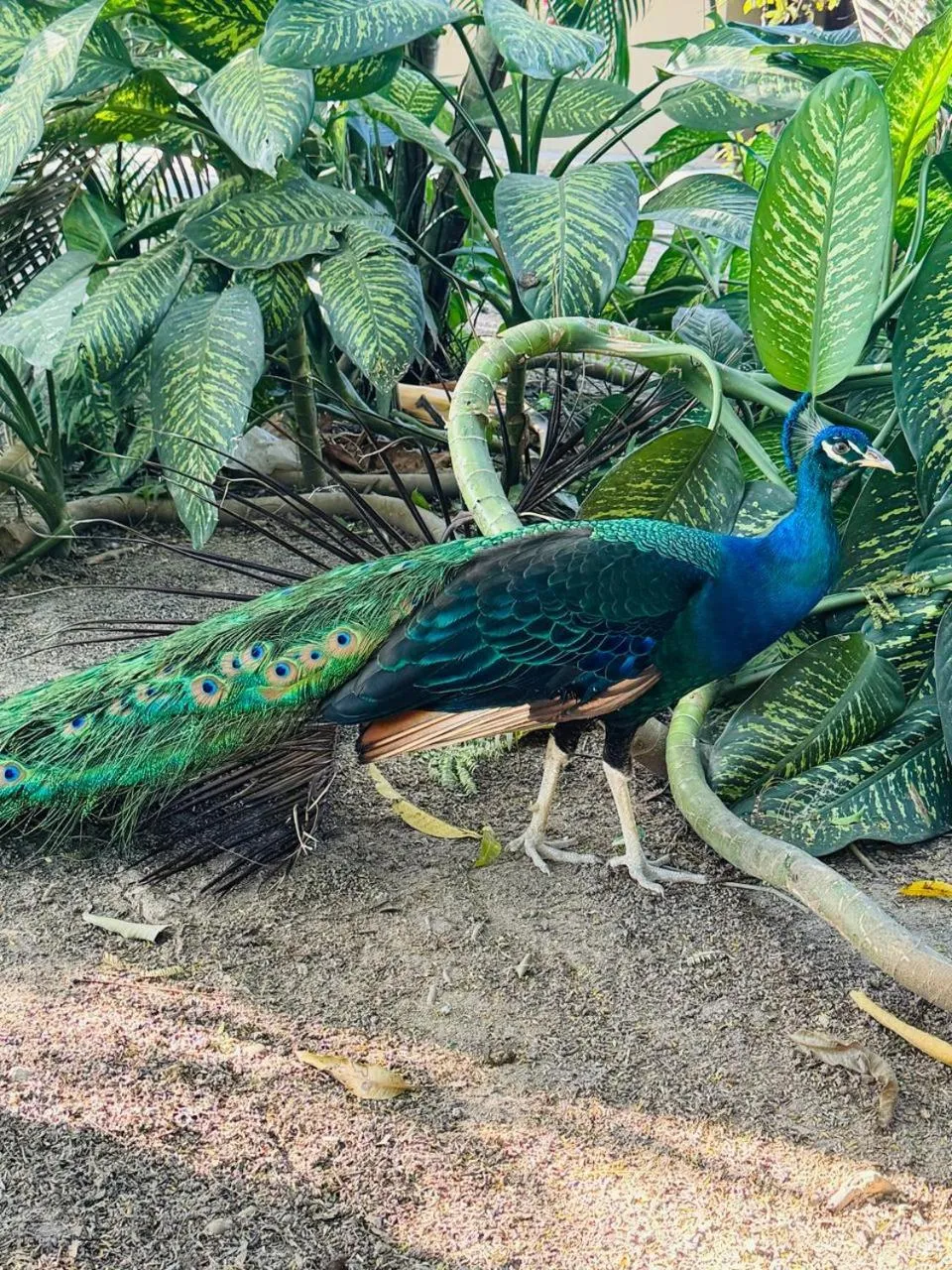 Garden view in Best Western El Sitio Hotel