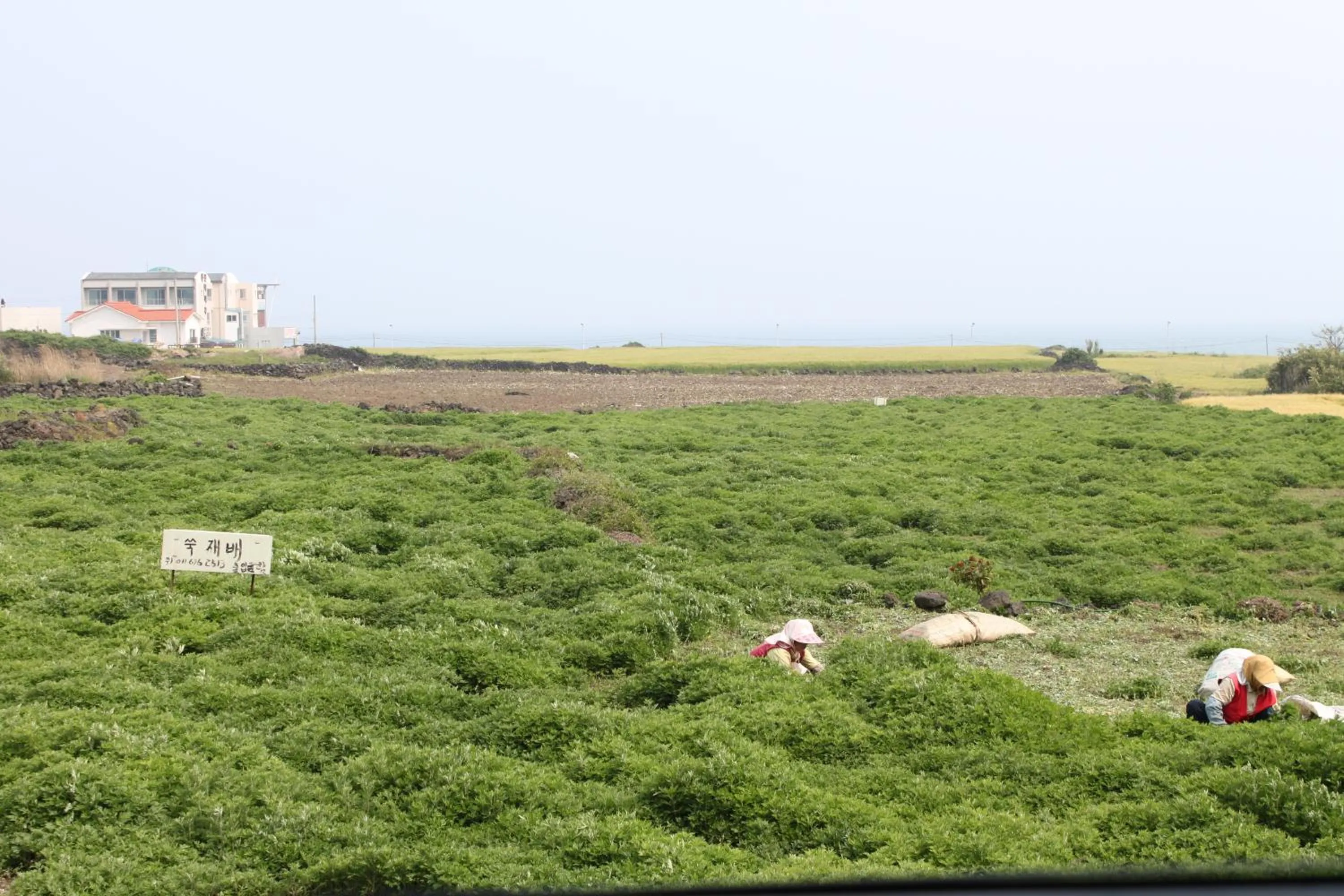 Natural landscape in Jeju Gillime Pension