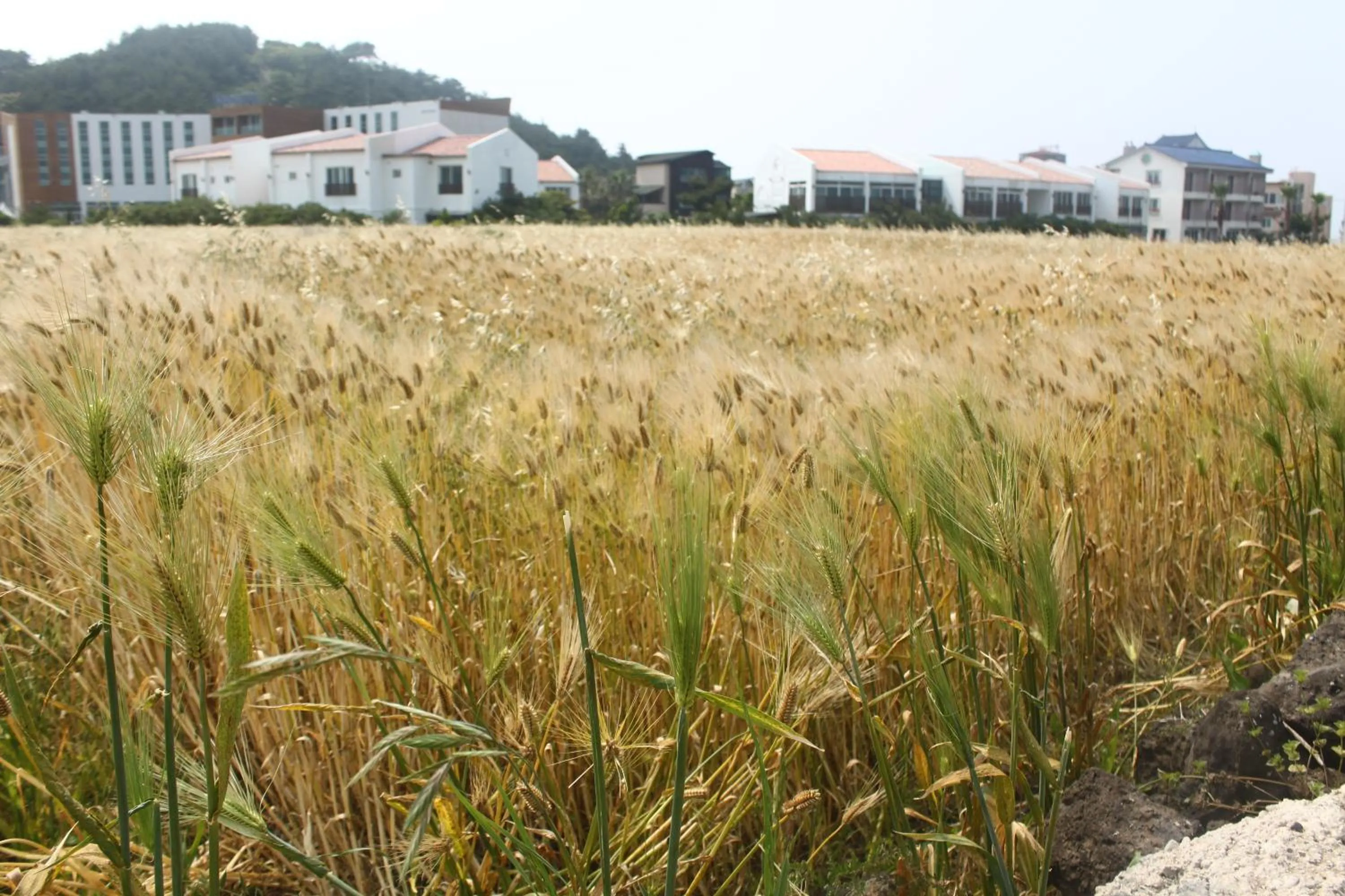 Day in Jeju Gillime Pension