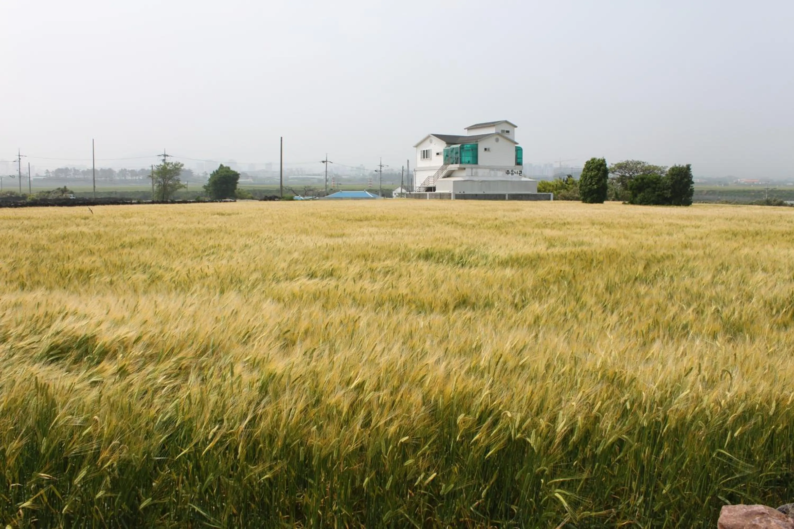 Natural landscape in Jeju Gillime Pension