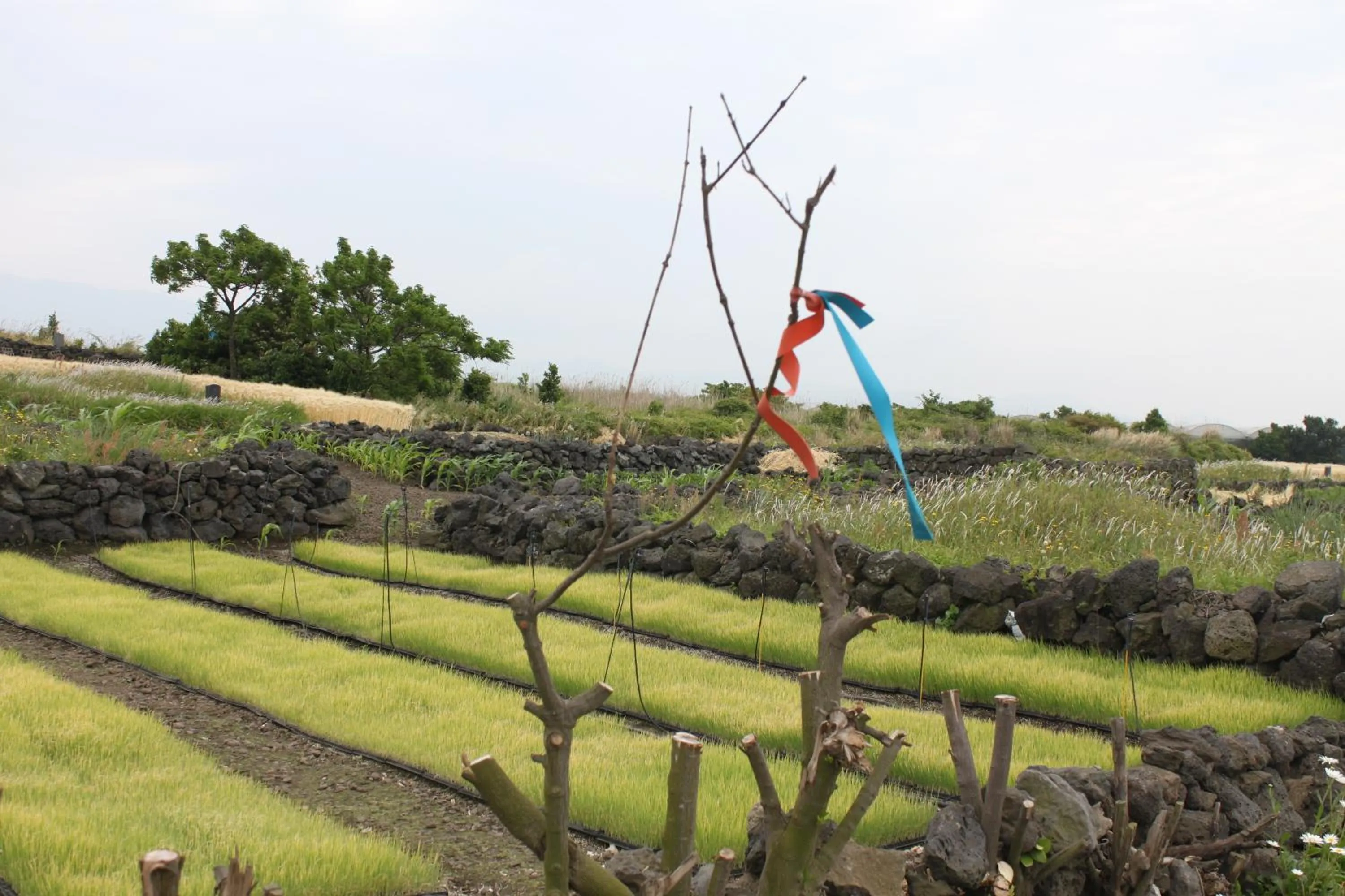 Natural landscape in Jeju Gillime Pension