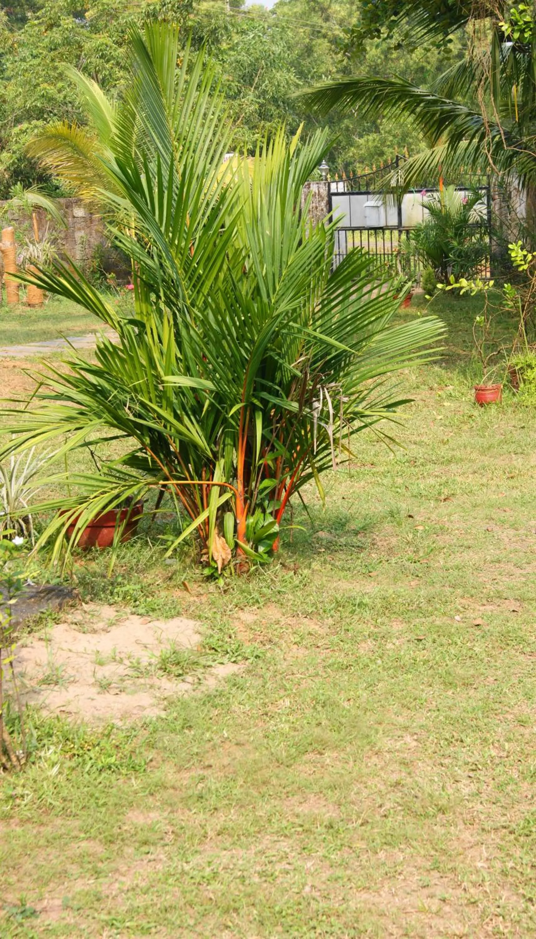 Day in Angels' homestay Marari