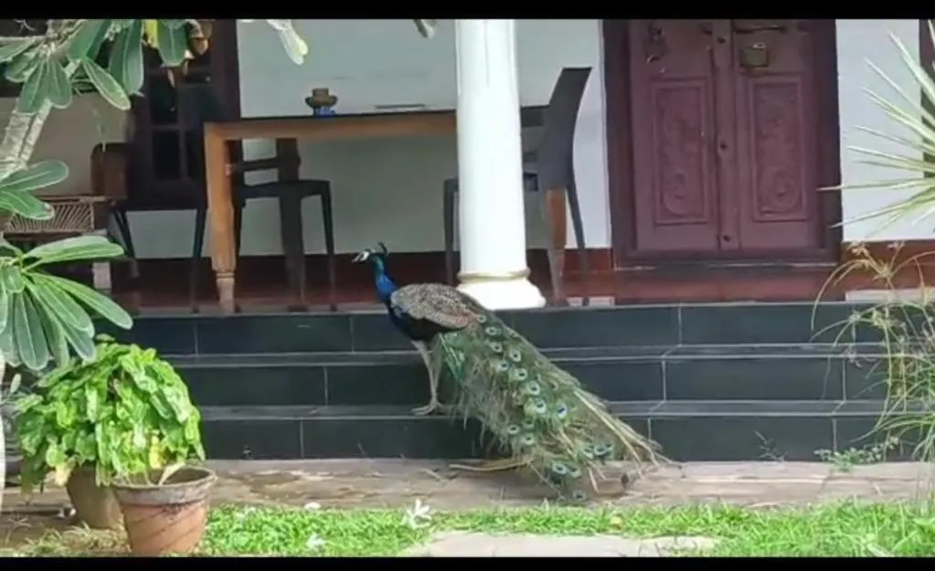 Angels' homestay Marari