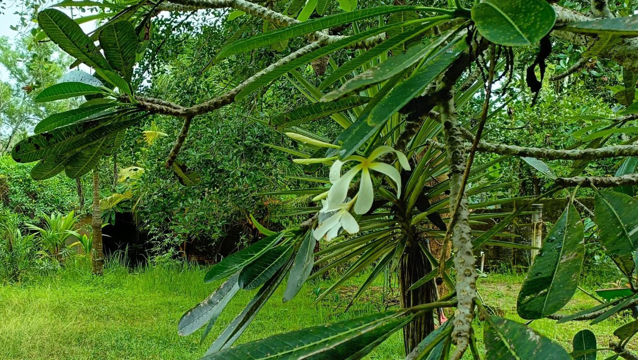 Garden in Angels' homestay Marari