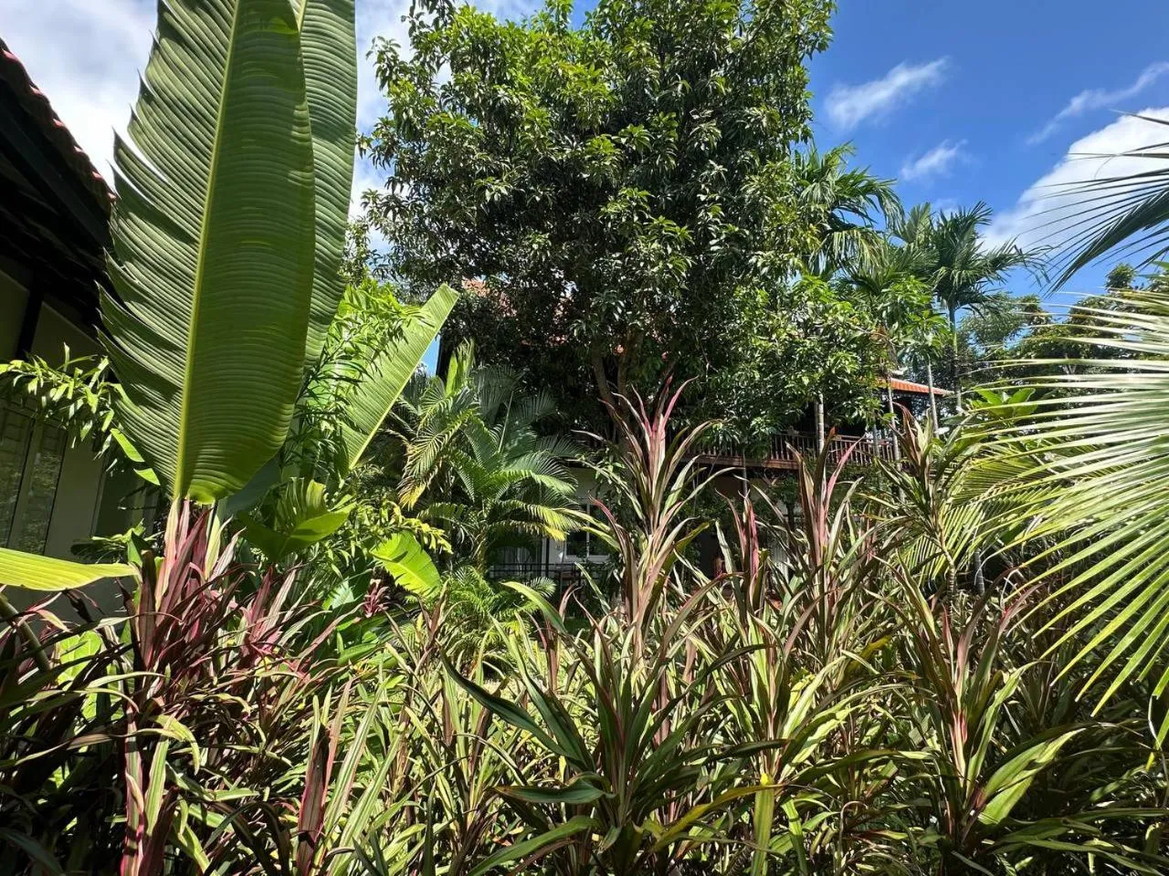 Garden in Atoh's Maison