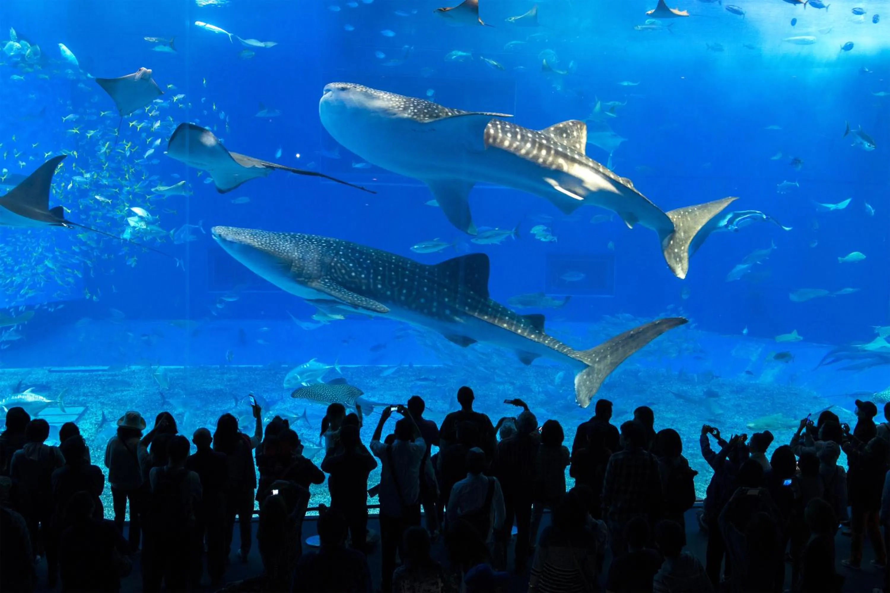 Aqua park in Churaumi Village