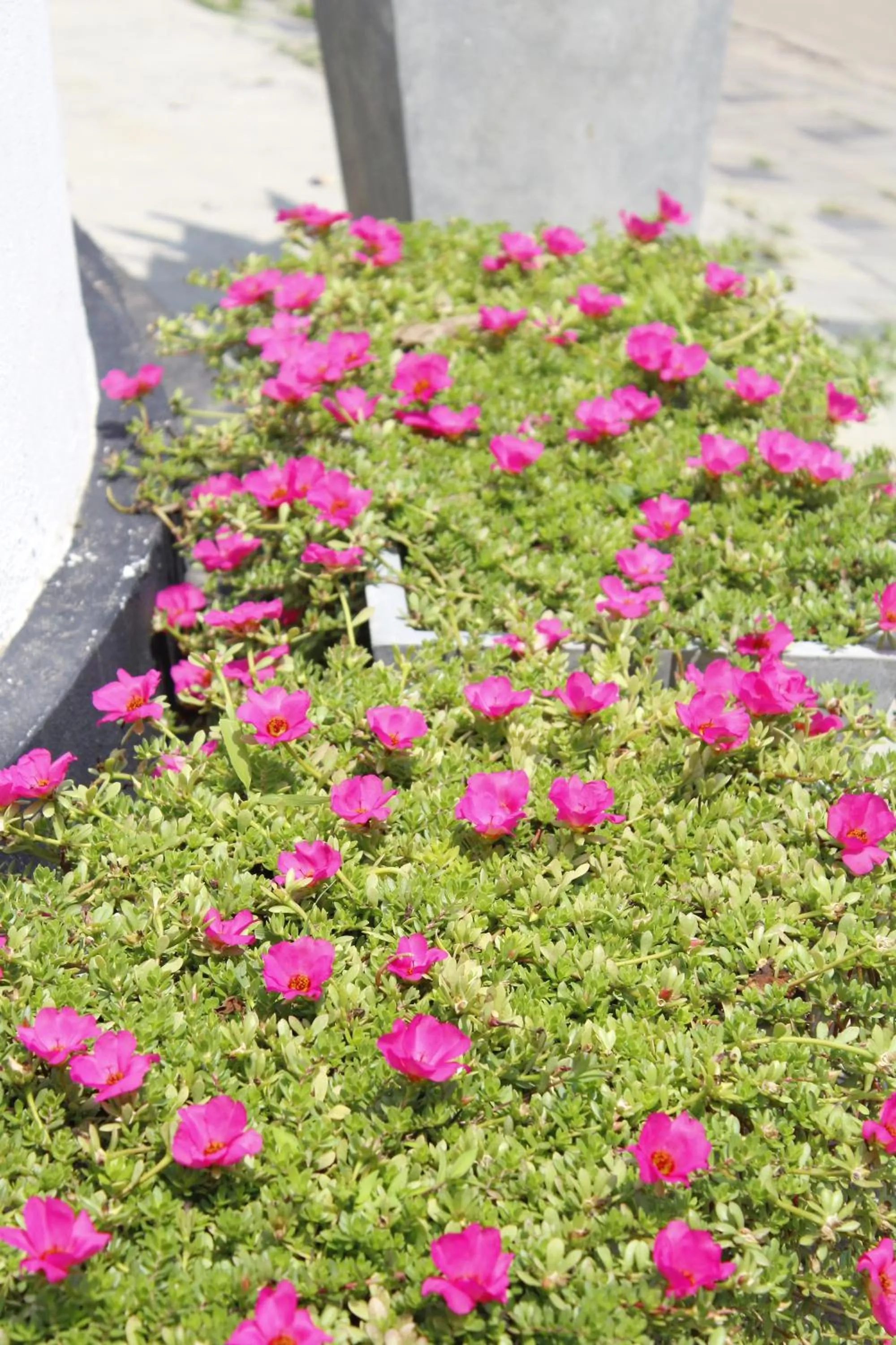 Airport J Dream Resort