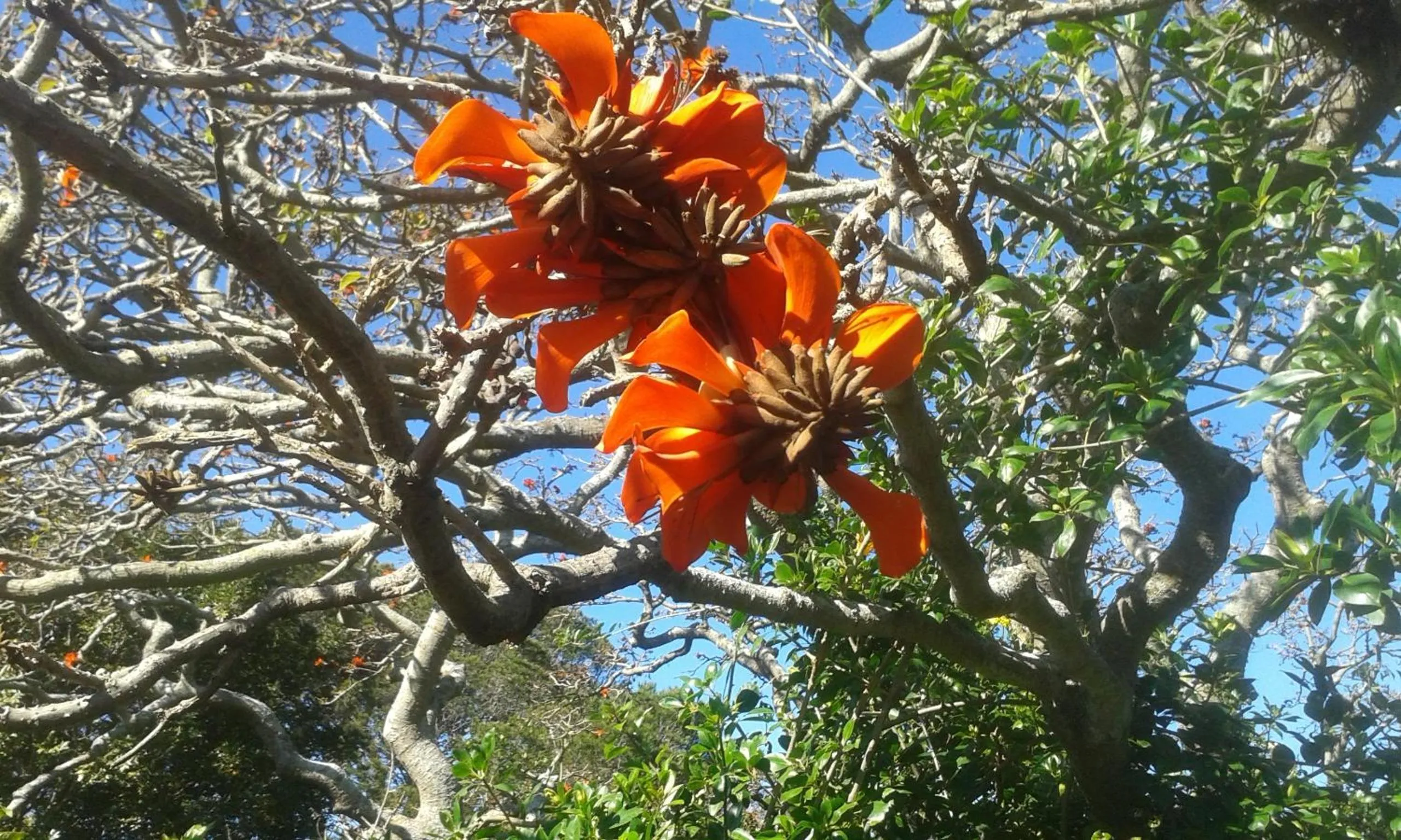 Garden in Valley Guest House